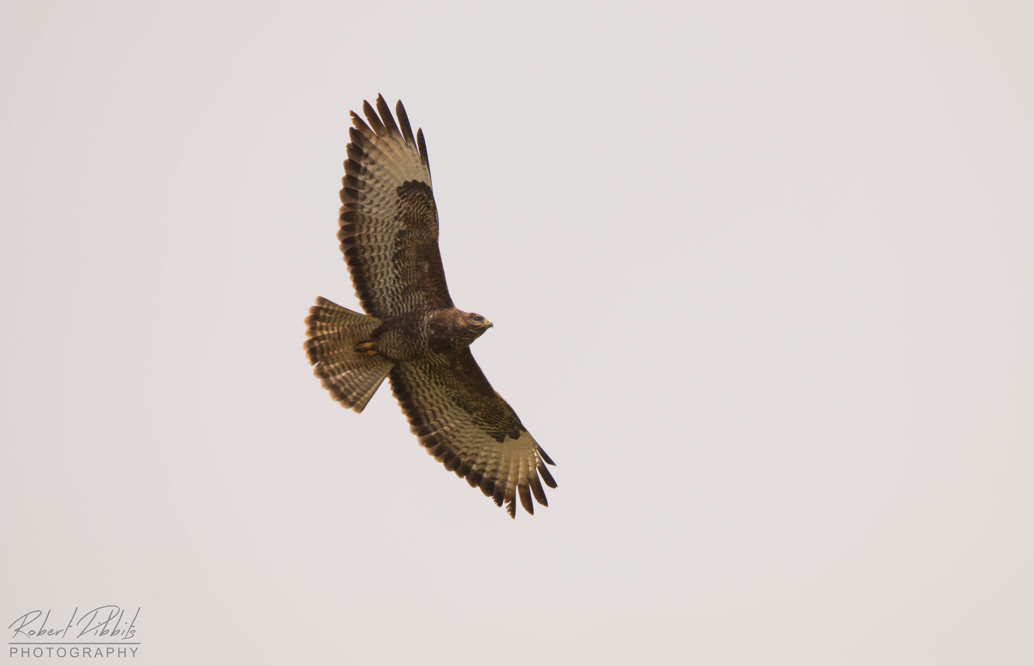 150-600mm F5-6.3 DG OS HSM | Sports 014 sample photo. Buzzard photography