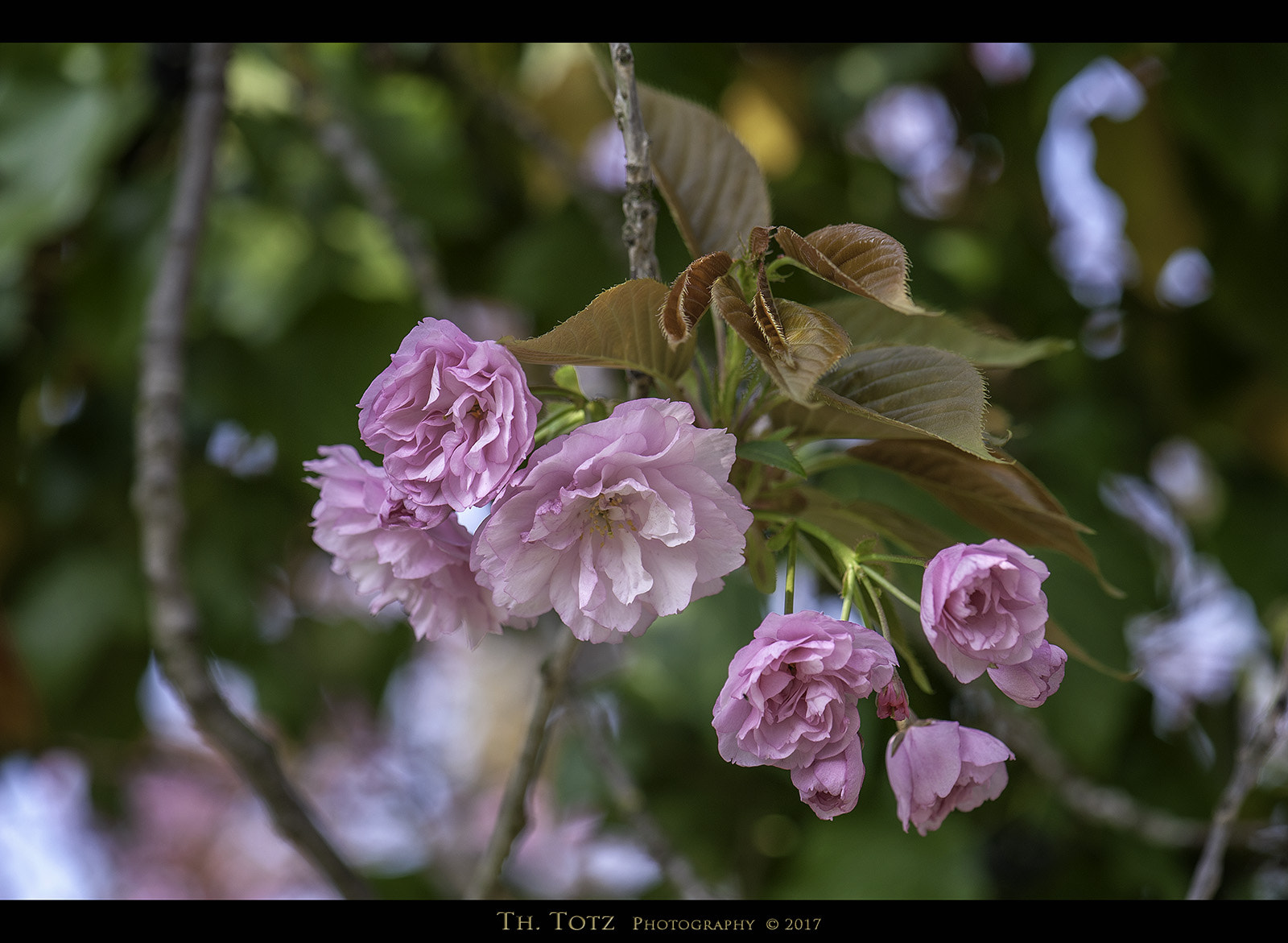 Nikon AF-S Micro-Nikkor 105mm F2.8G IF-ED VR sample photo. Pink blossoms photography