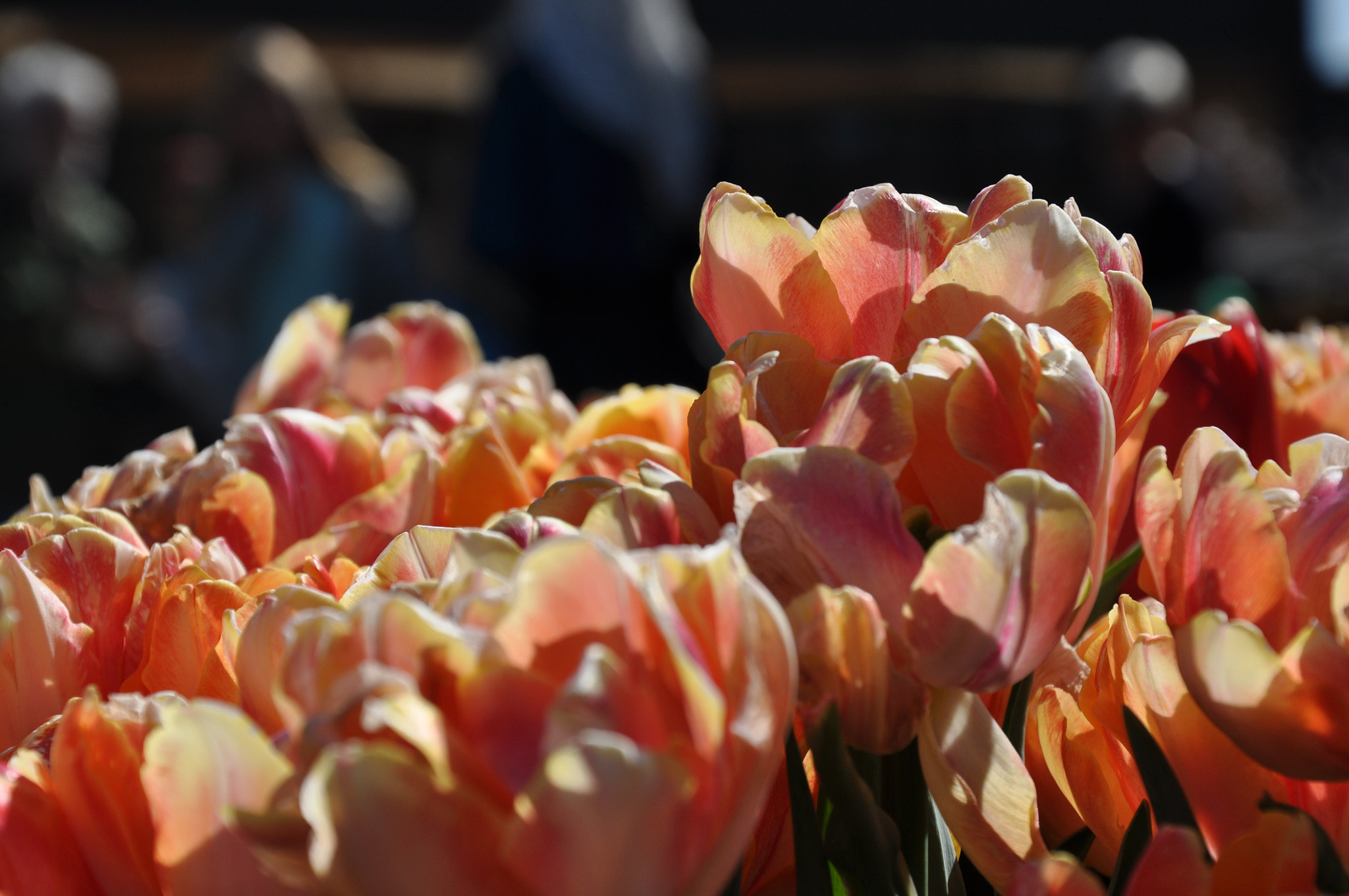 Nikon D5000 sample photo. Spring photography