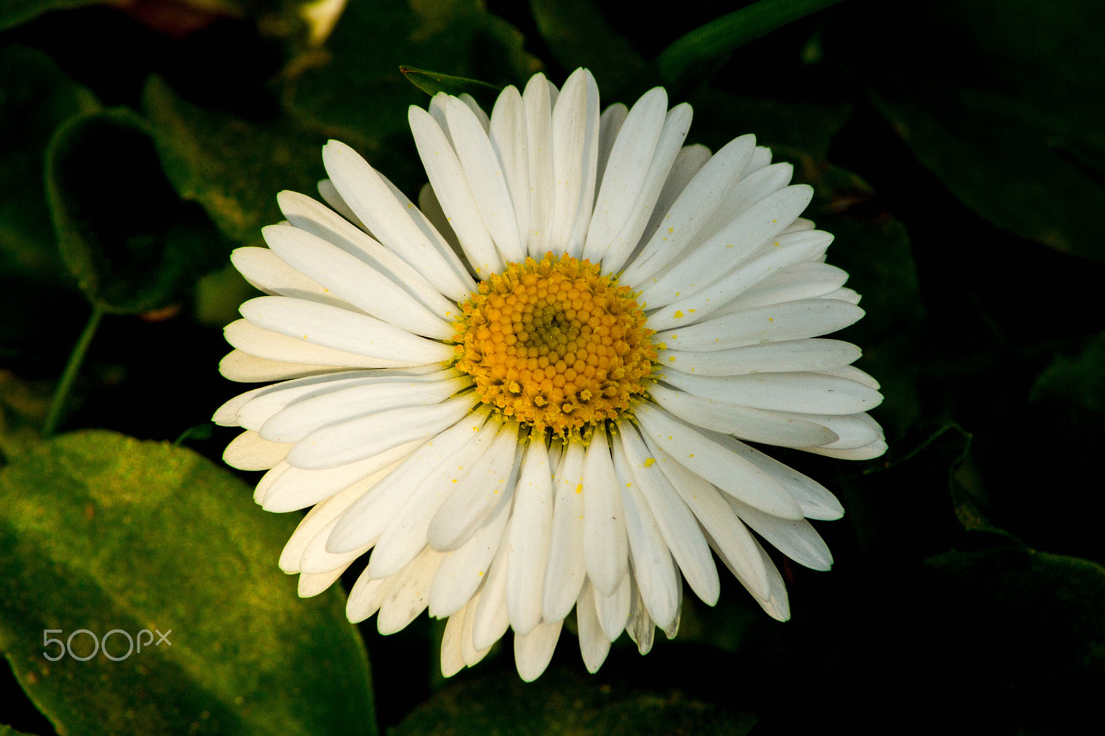 Canon EOS 100D (EOS Rebel SL1 / EOS Kiss X7) sample photo. "daisy, daisy" photography