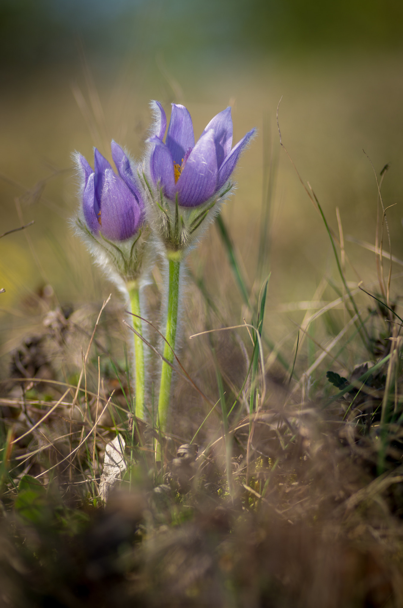 Pentax smc D-FA 100mm F2.8 Macro WR sample photo. Sisters photography