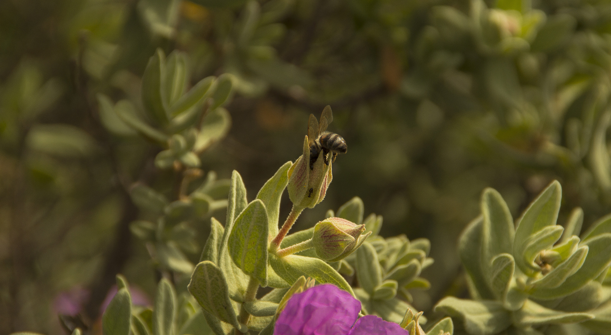 Canon EOS 600D (Rebel EOS T3i / EOS Kiss X5) + Tamron AF 18-200mm F3.5-6.3 XR Di II LD Aspherical (IF) Macro sample photo. Abeille, fleur et fourmis photography