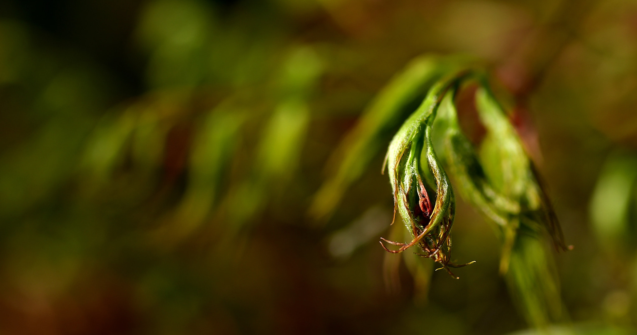 Nikon D500 sample photo. Curvy new leaves photography