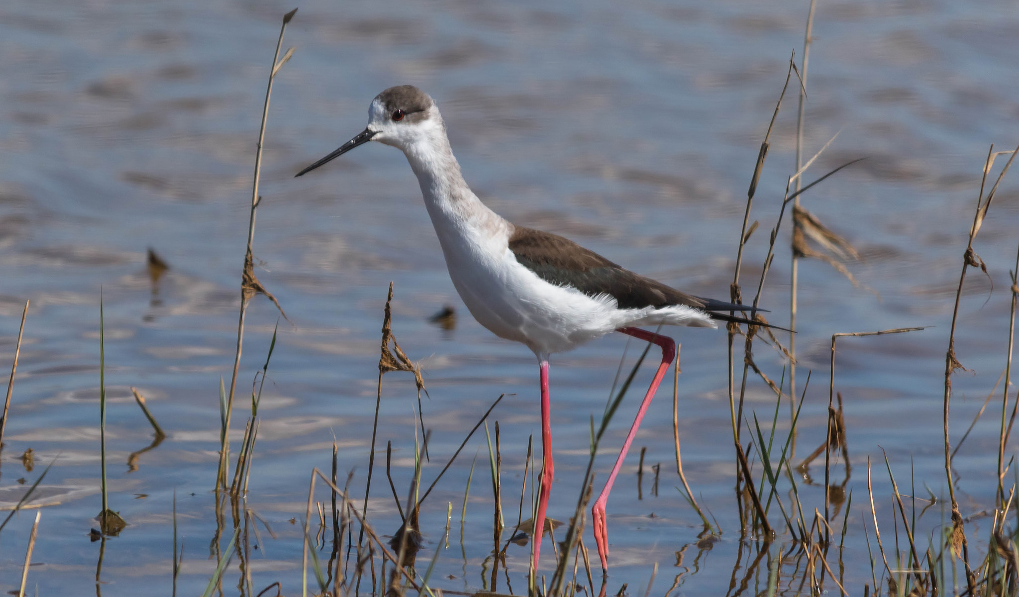 Sigma 150-500mm F5-6.3 DG OS HSM sample photo. Echasse photography