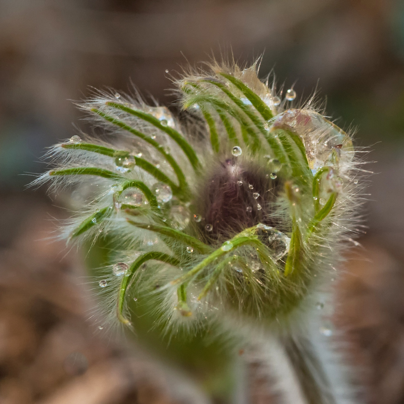 Nikon AF-S Micro-Nikkor 105mm F2.8G IF-ED VR sample photo. Koník v rose photography