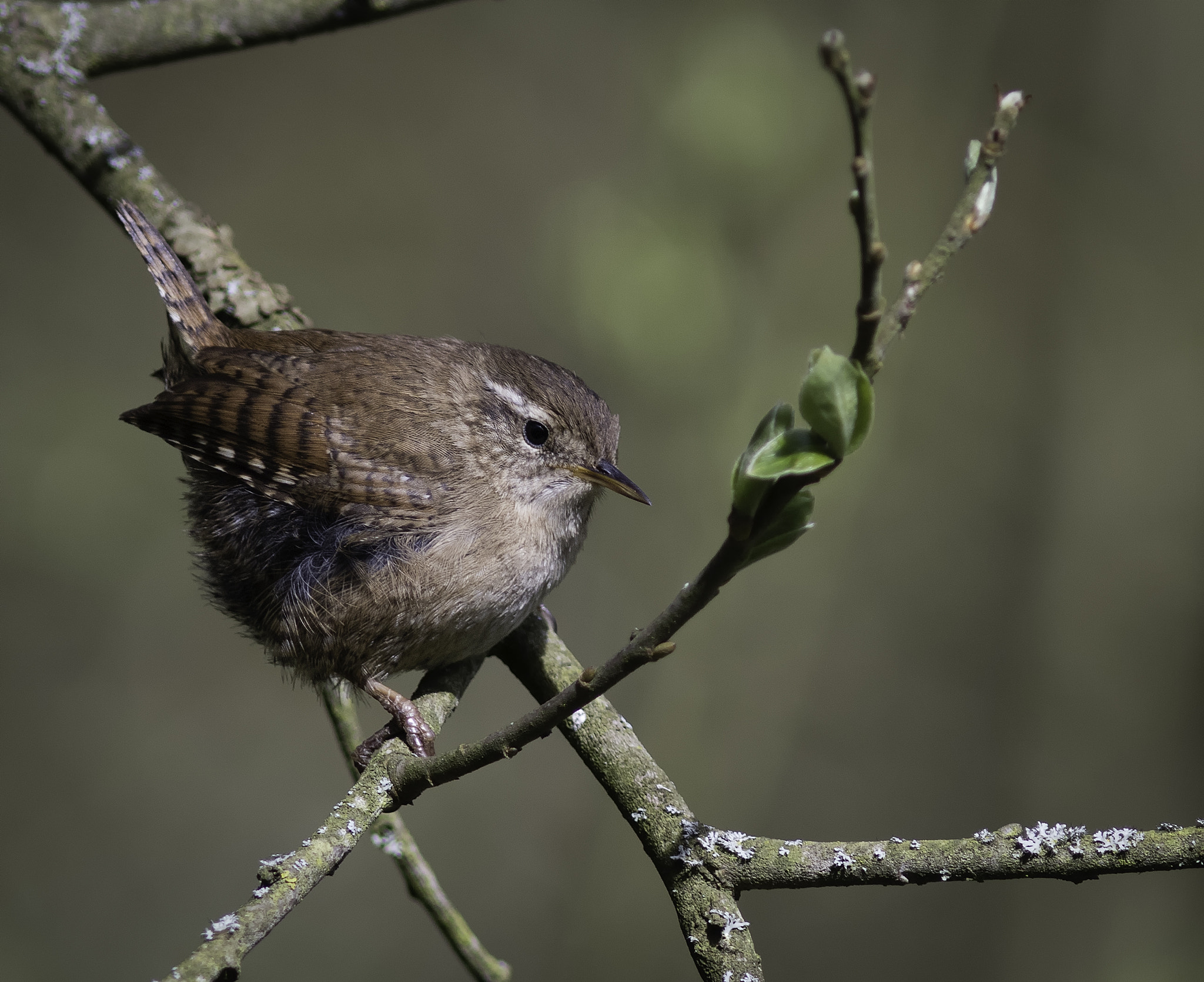 Canon EF 300mm F4L IS USM sample photo. Jenny wren. photography