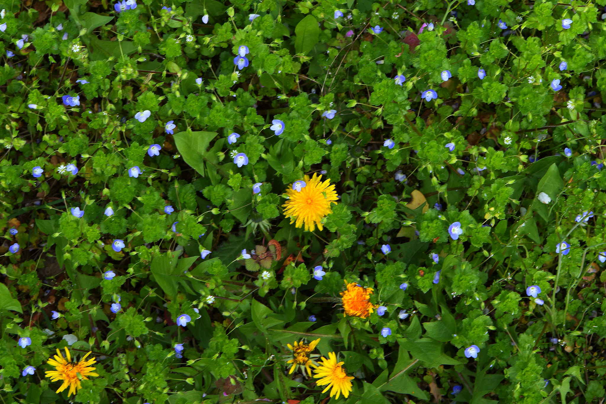 Canon EF 24-70mm F2.8L USM sample photo. Flower meadow photography