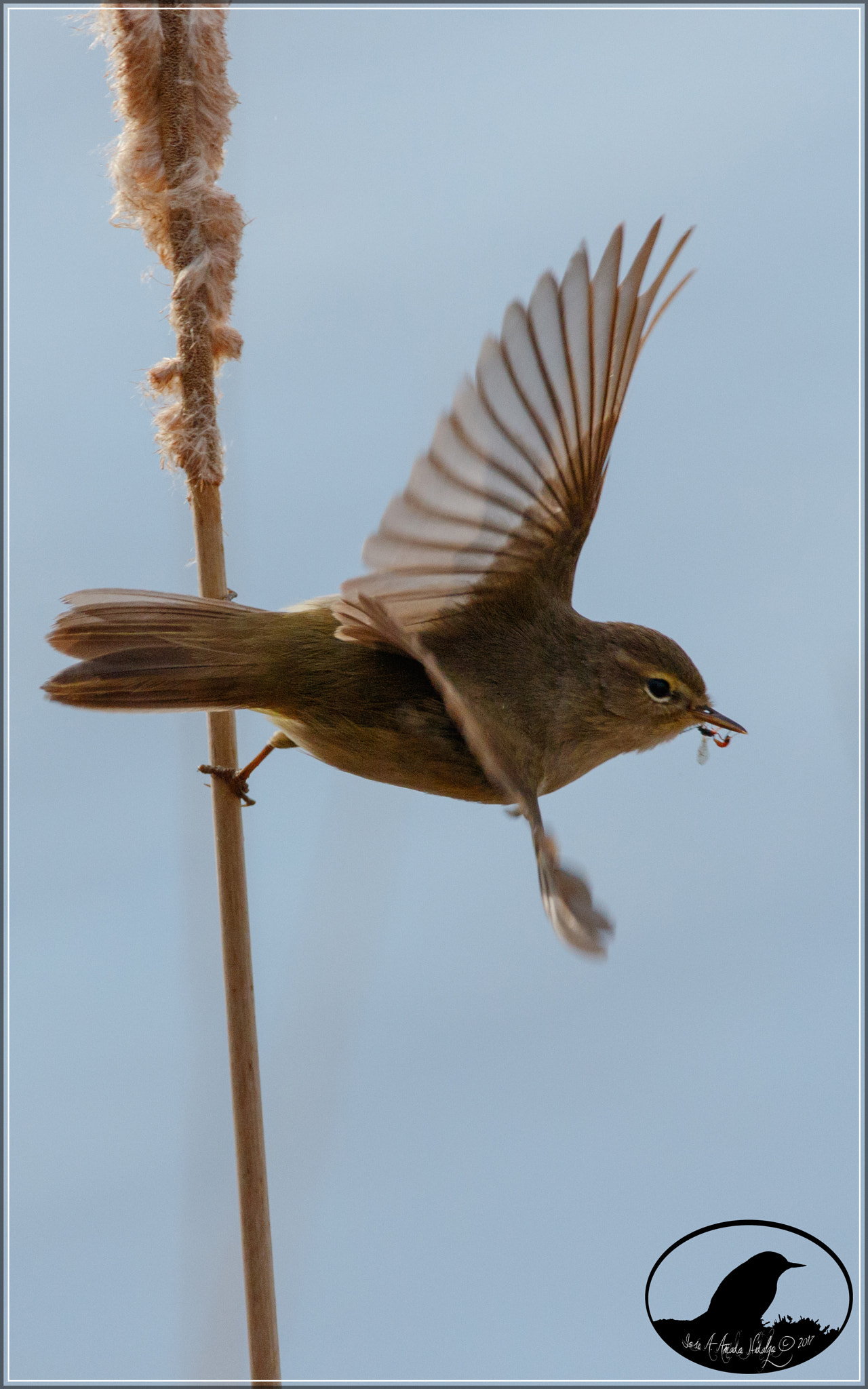 150-600mm F5-6.3 DG OS HSM | Contemporary 015 sample photo. Mosquitero comun photography