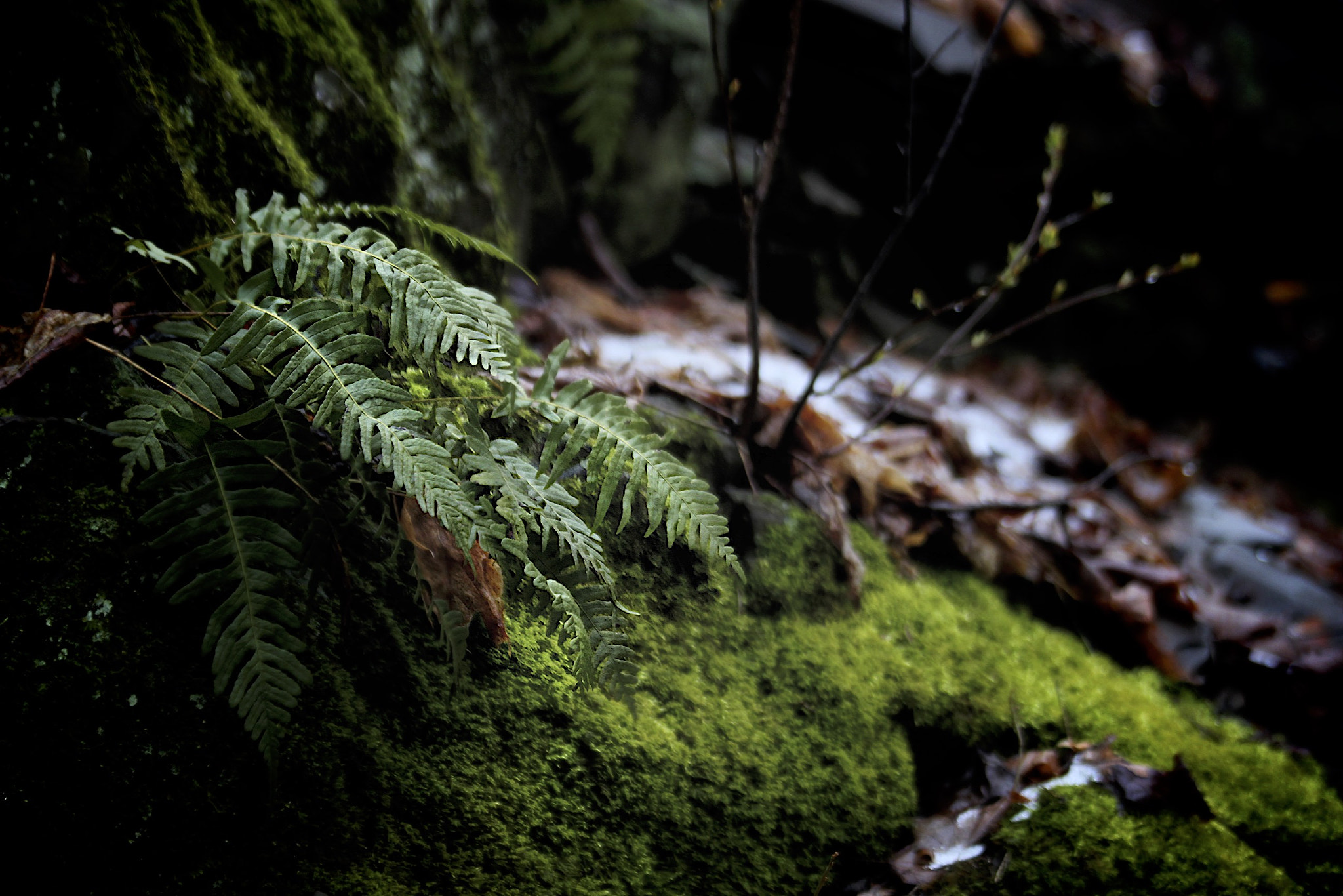 Canon EF 70-300mm F4-5.6 IS USM sample photo. Linus moss photography