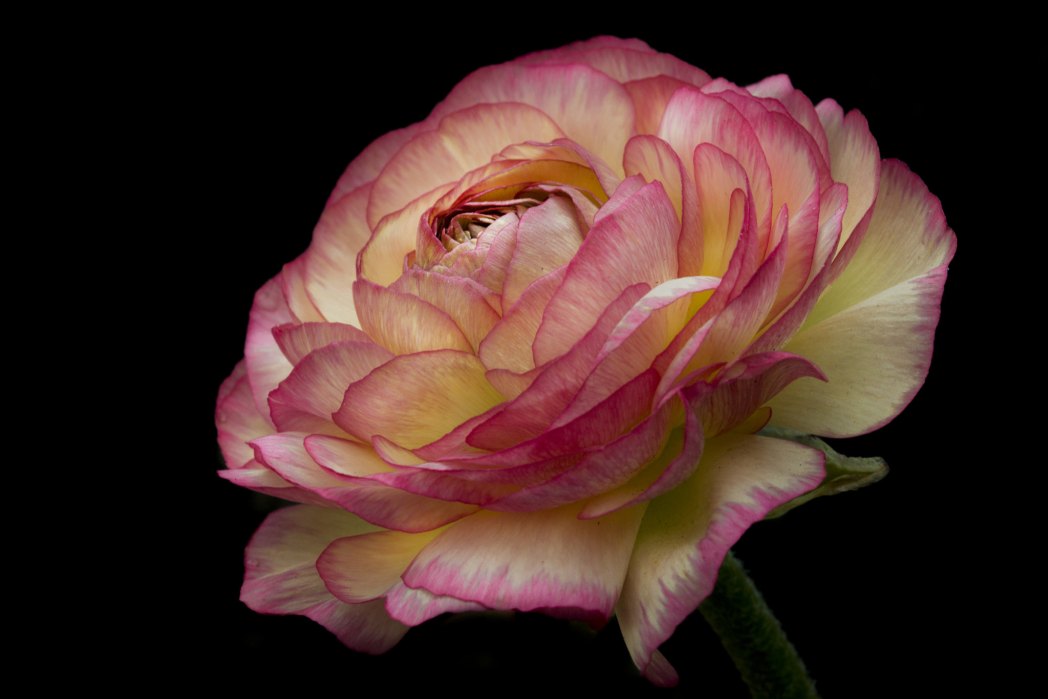 Canon EF 100mm F2.8 Macro USM sample photo. Ranunculus 2 photography