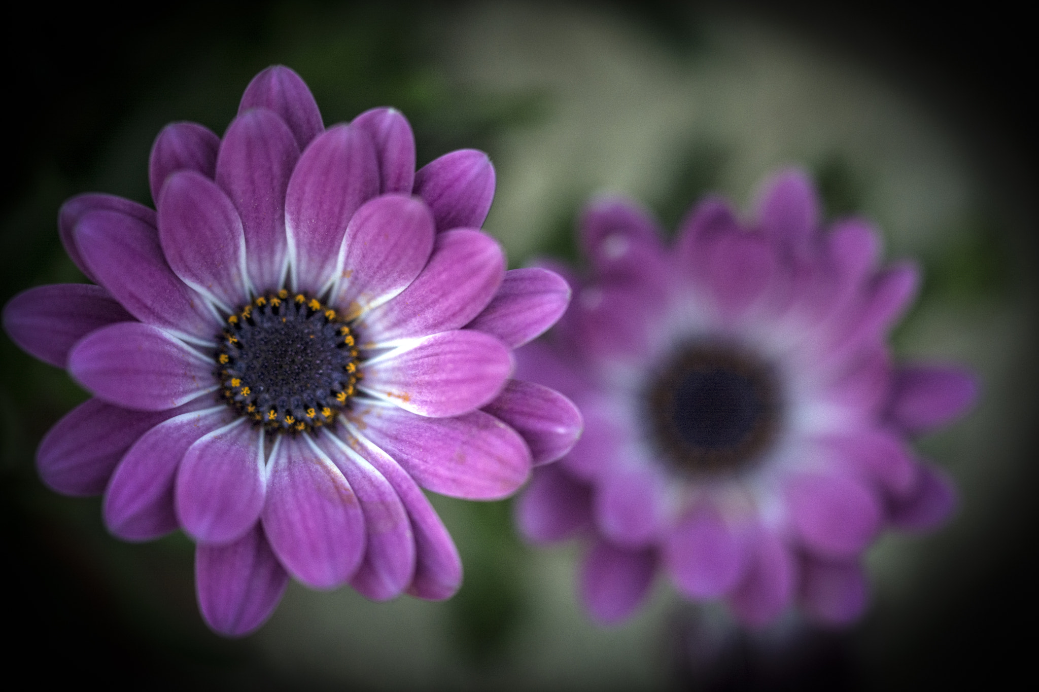 Sigma 105mm F2.8 EX DG OS HSM sample photo. Spring is coming 14 photography