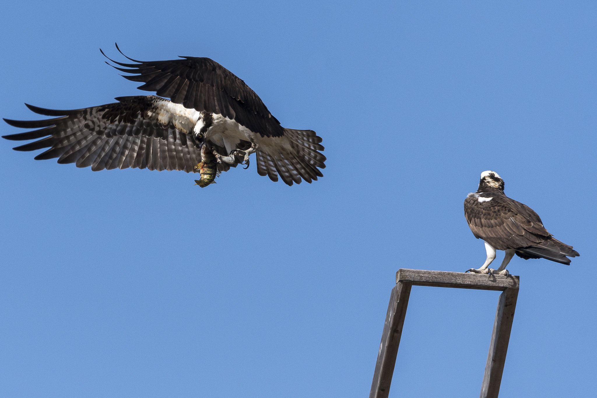 Sigma 150-600mm F5-6.3 DG OS HSM | C sample photo. It's officially spring photography