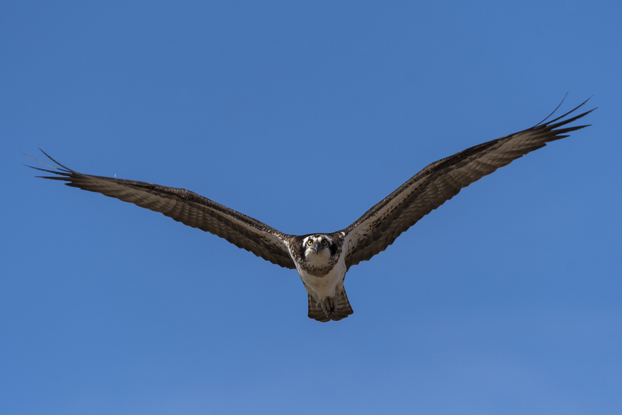 Sigma 150-600mm F5-6.3 DG OS HSM | C sample photo. It's officially spring photography