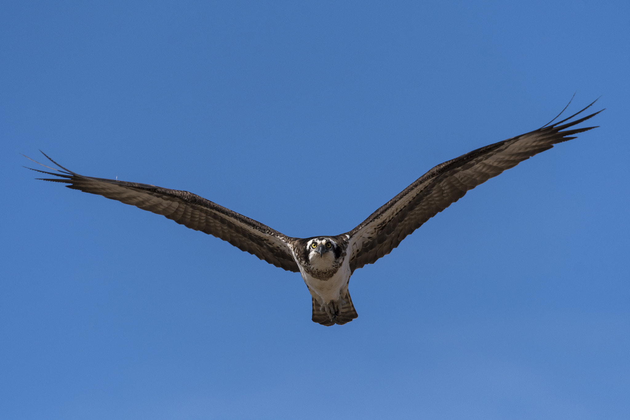 Nikon D500 + Sigma 150-600mm F5-6.3 DG OS HSM | C sample photo. It's officially spring photography