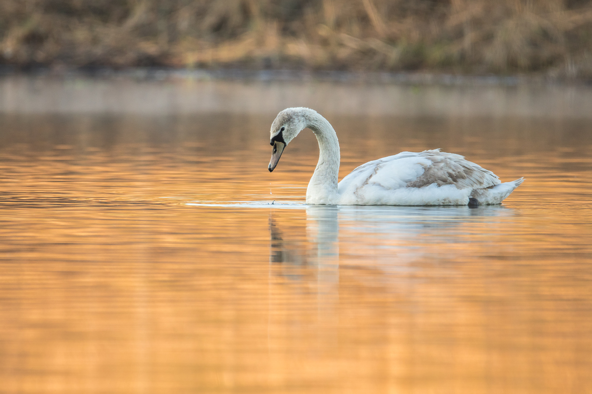 150-600mm F5-6.3 DG OS HSM | Contemporary 015 sample photo. Orange morning photography