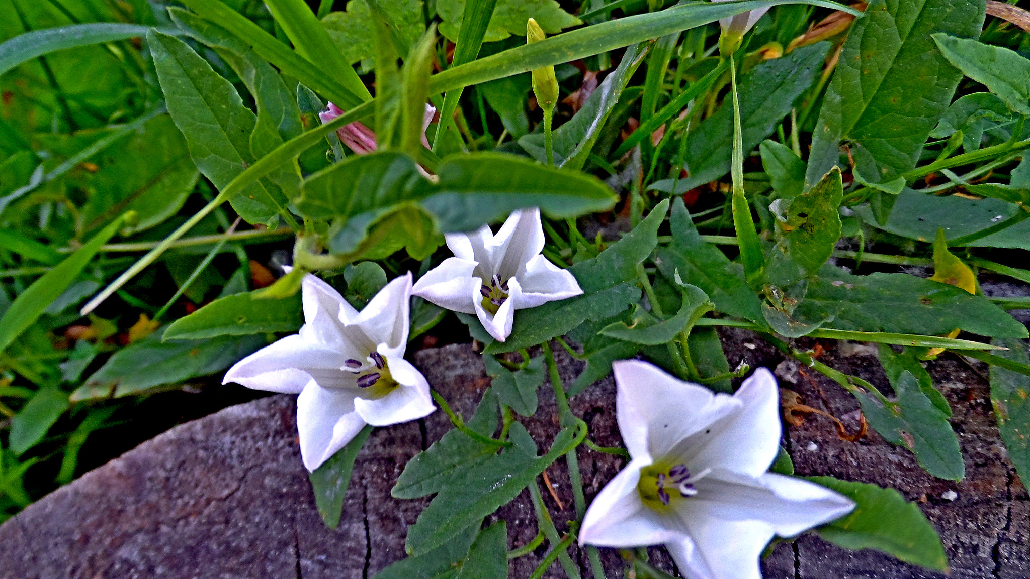 Samsung WB150 / WB150F / WB152 / WB152F / WB151 / WB151F / WB140 sample photo. Sam_5599 Троица. photography