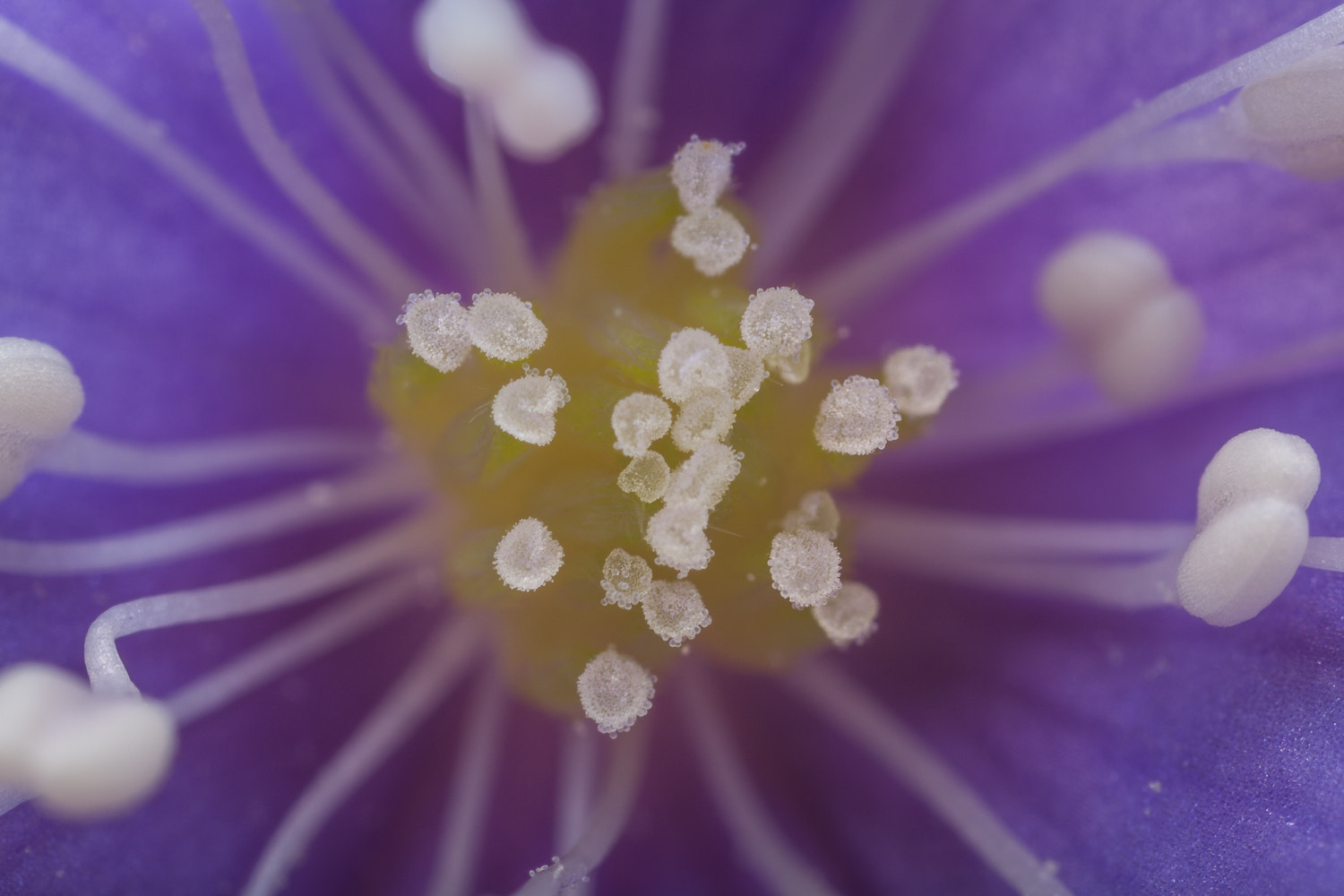 Canon MP-E 65mm F2.5 1-5x Macro Photo sample photo. Pistils photography