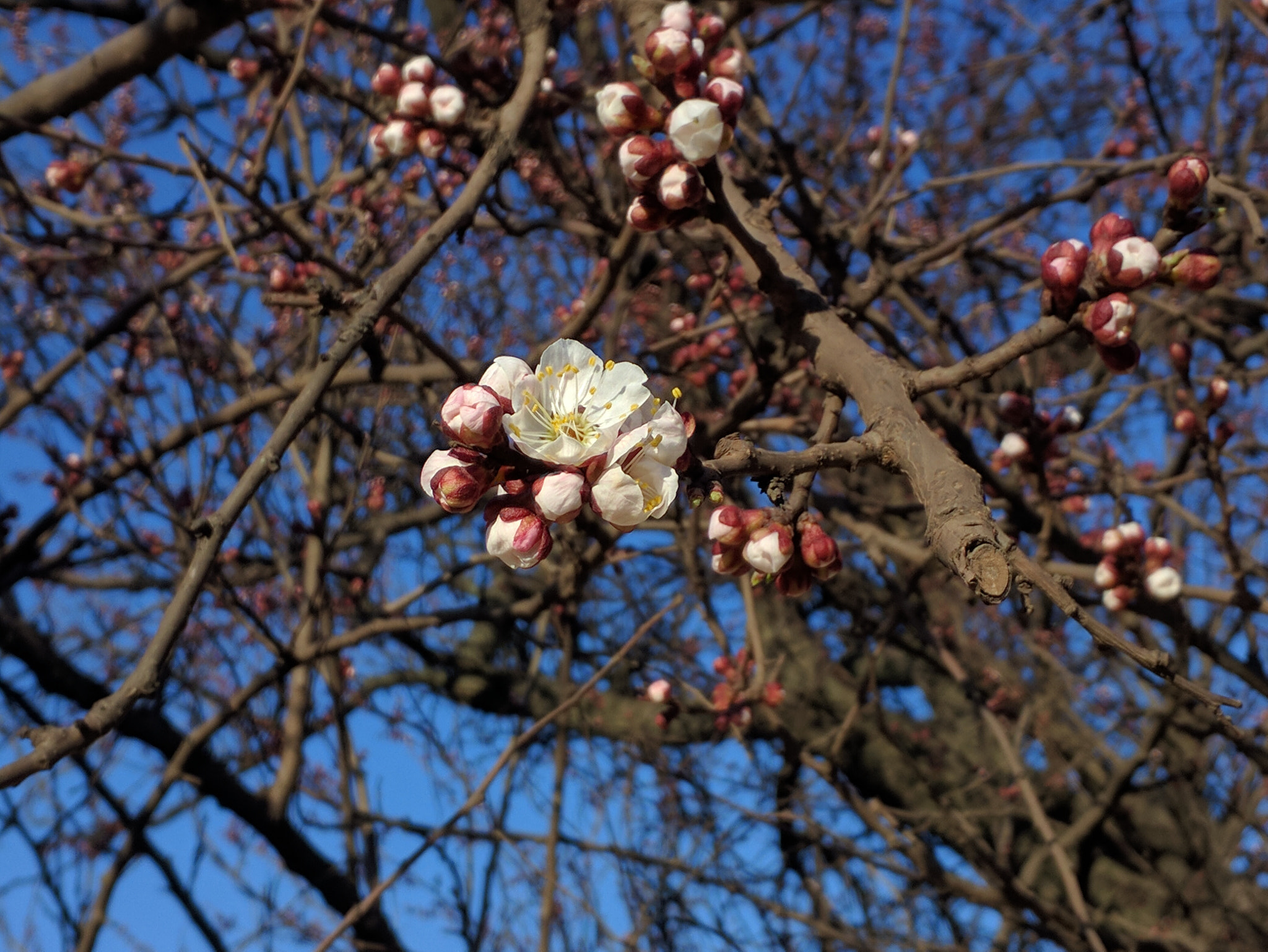 Motorola Nexus 6 sample photo. Spring photography