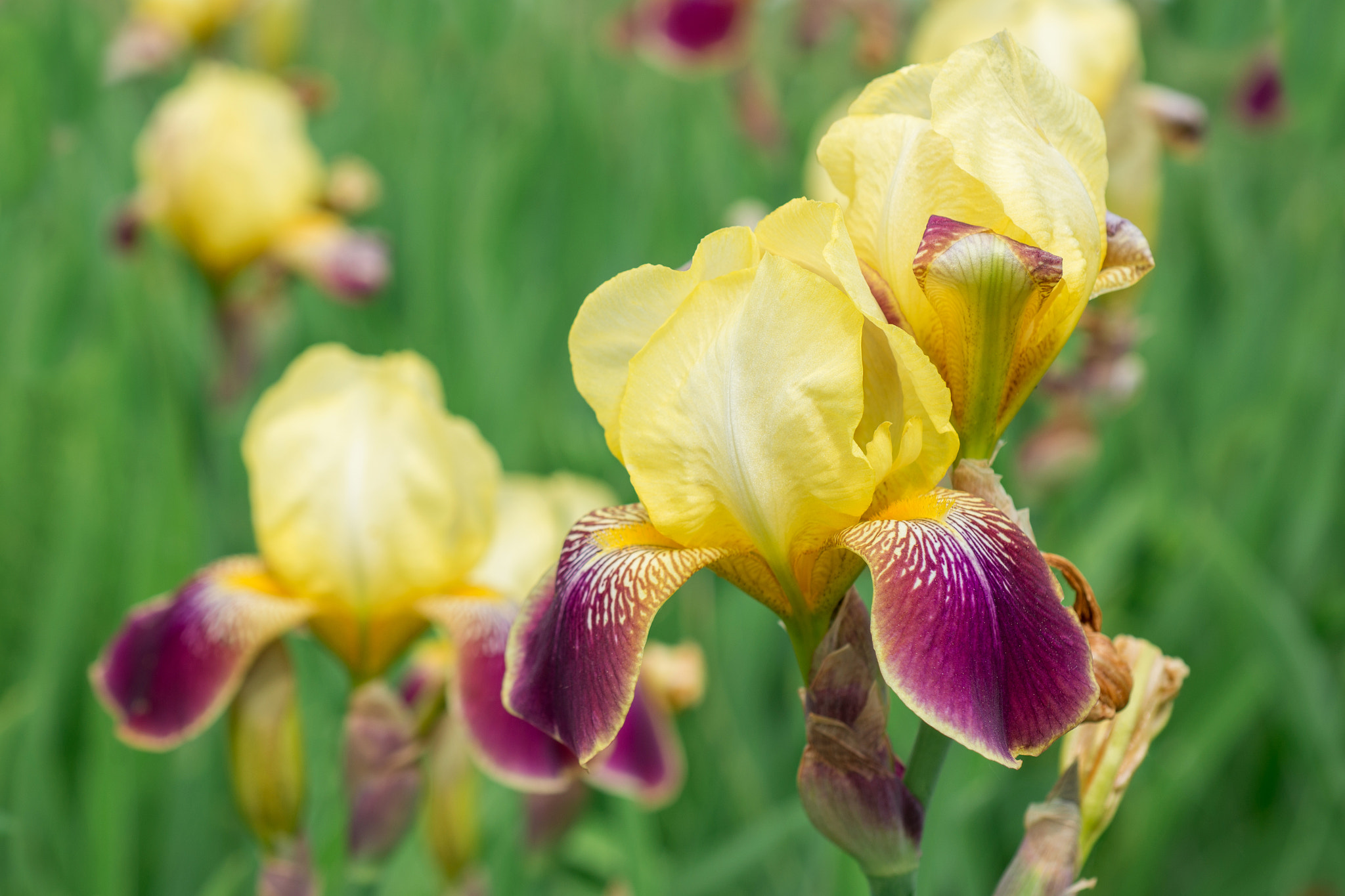 Nikon AF Micro-Nikkor 60mm F2.8D sample photo. Flower yellow iris photography