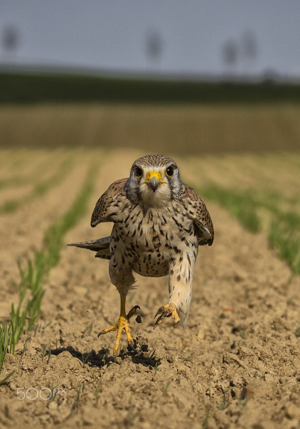 Canon EOS-1D X sample photo. Turmfalke photography
