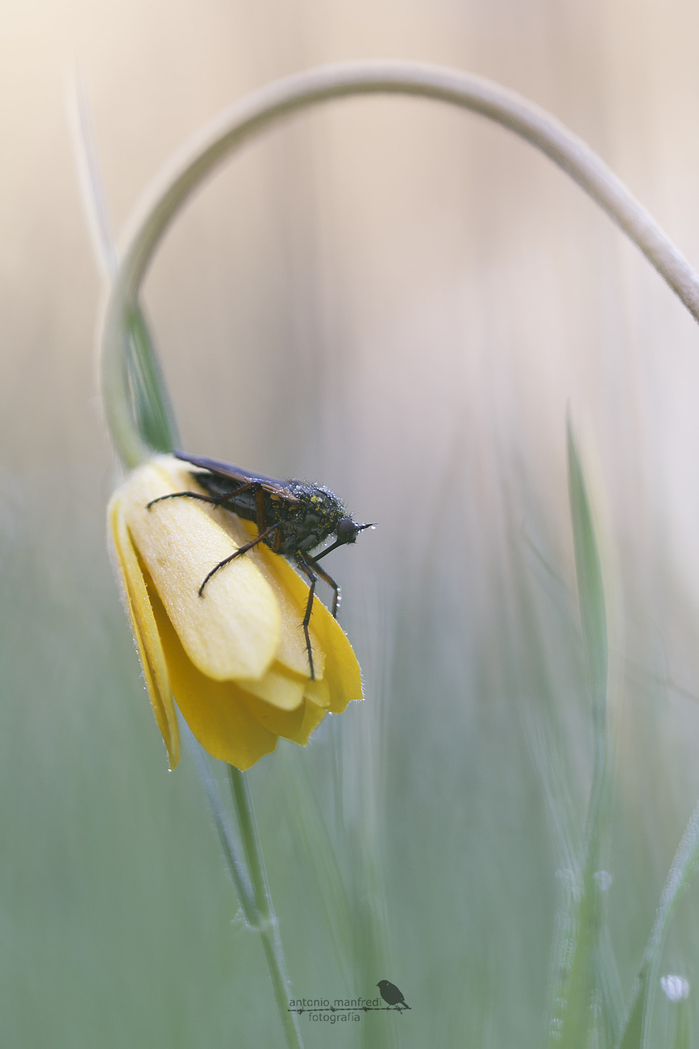Sigma 150mm f/2.8 EX DG OS HSM APO Macro sample photo. Entre las hierbas photography