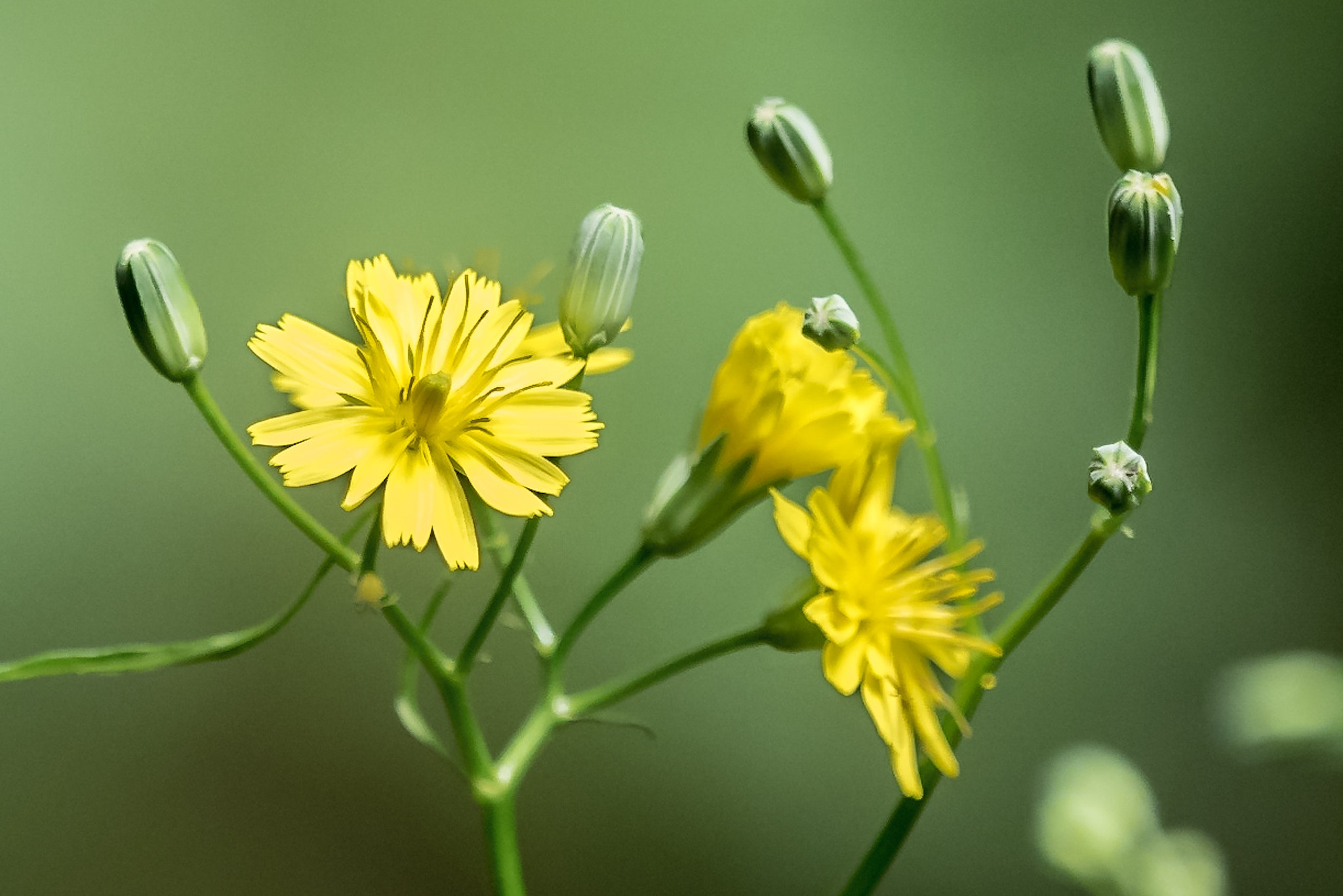 Olympus M.Zuiko Digital ED 40-150mm F2.8 Pro sample photo. Yellow flower photography