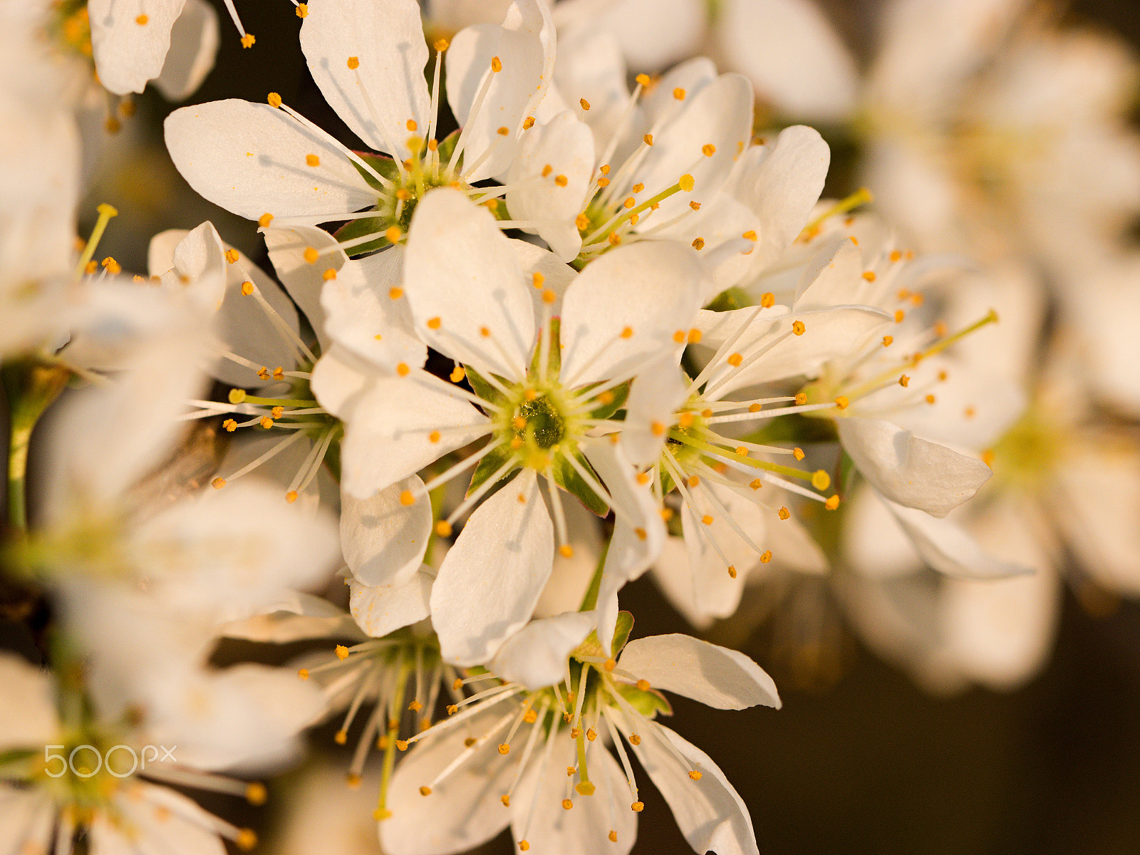 Canon EF 100mm F2.8L Macro IS USM sample photo. Spring photography