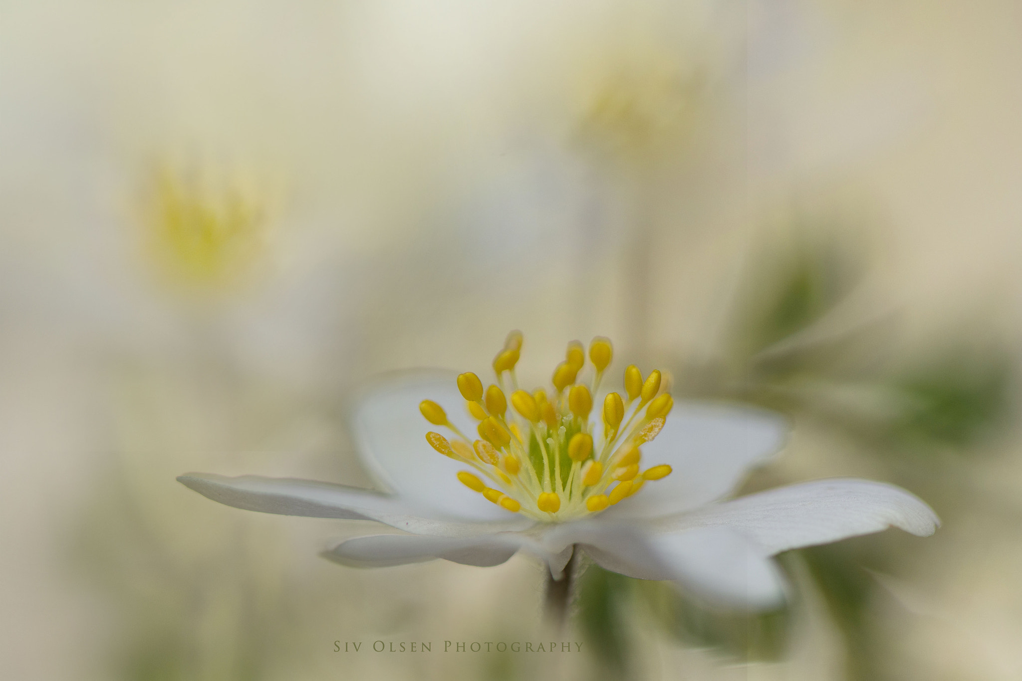 Nikon AF-S Micro-Nikkor 105mm F2.8G IF-ED VR sample photo. ~ anemone nemorosa ~ photography