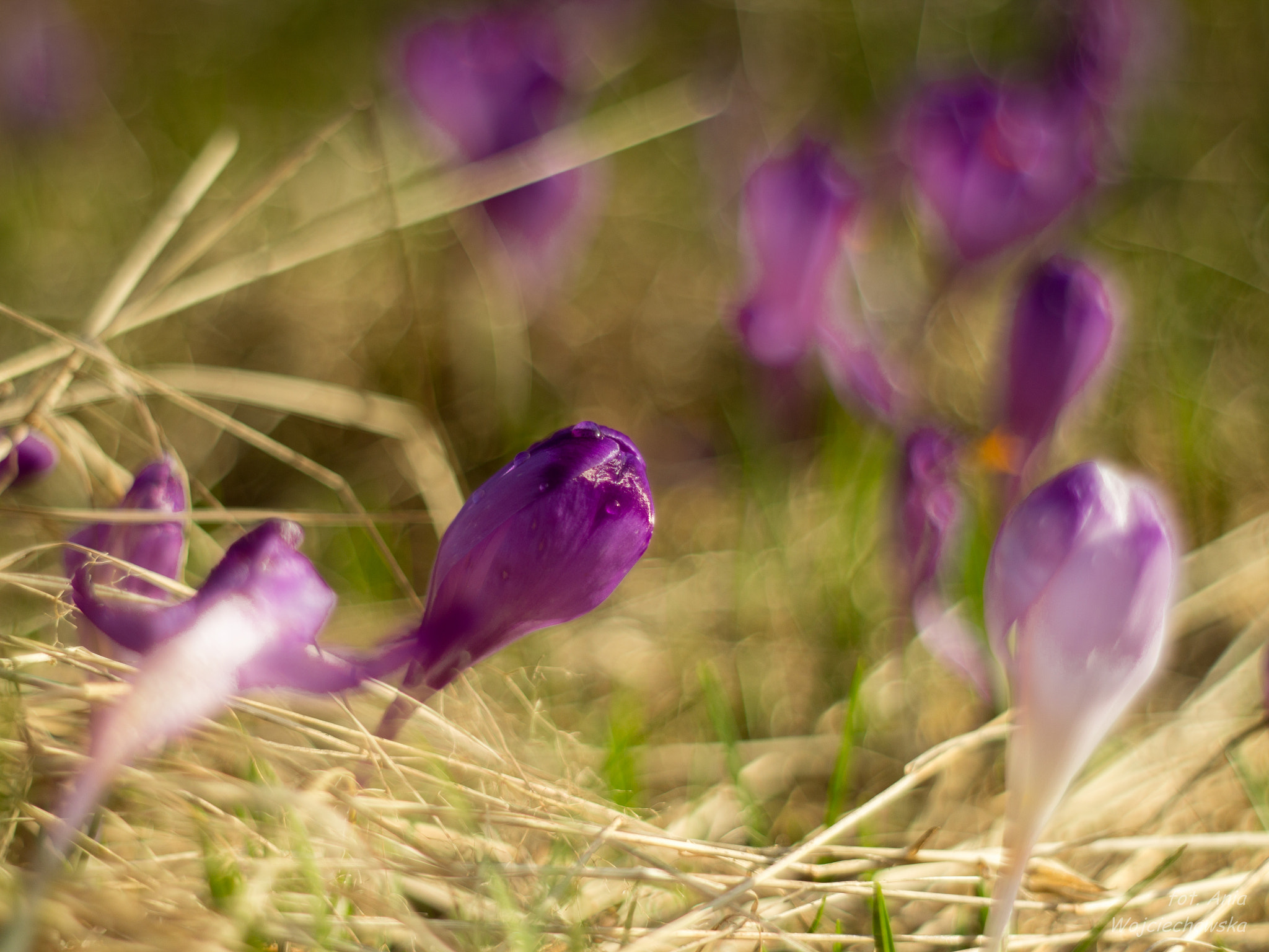 Canon EF 35-80mm f/4-5.6 sample photo. Crocuses :) photography