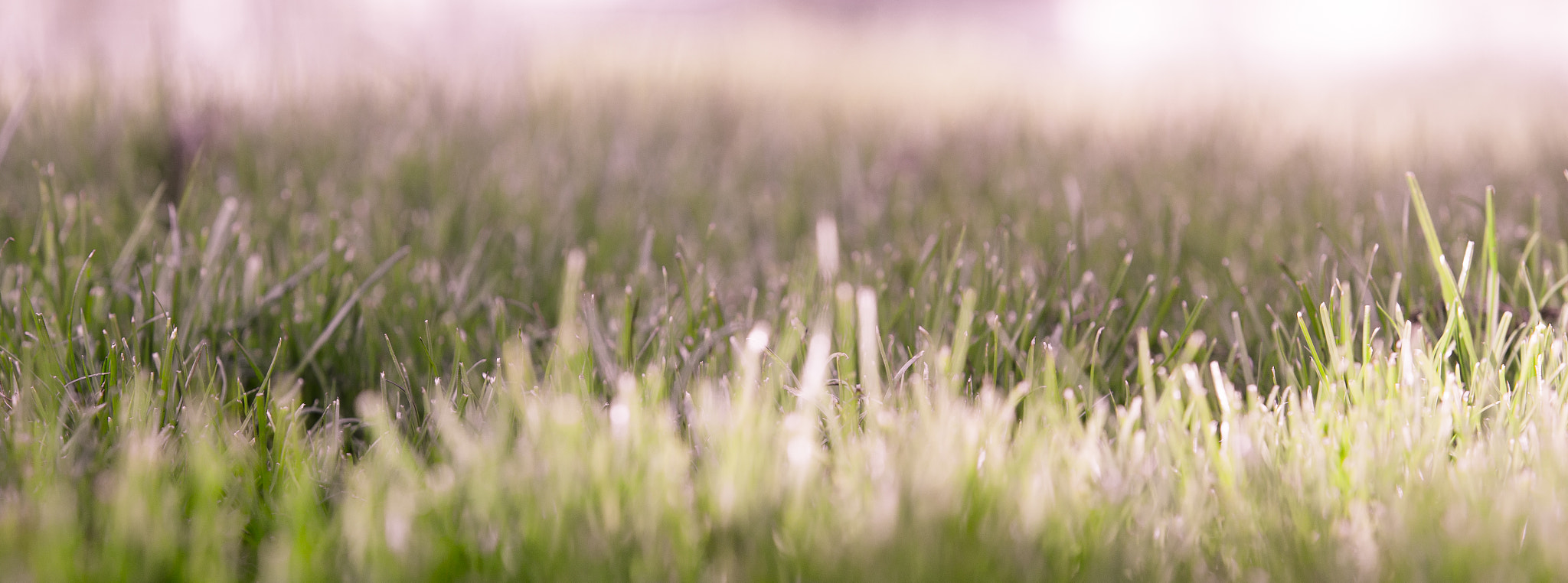 Canon EOS 6D + Canon EF 70-200mm F2.8L IS USM sample photo. Bifocal grasses photography