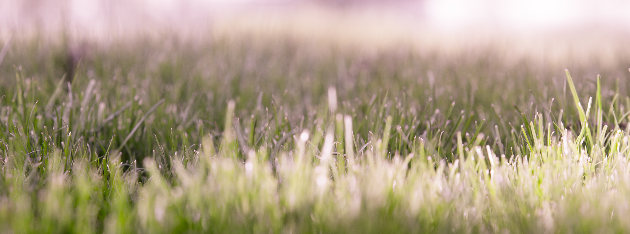 Canon EF 70-200mm F2.8L IS USM sample photo. Bifocal grasses photography
