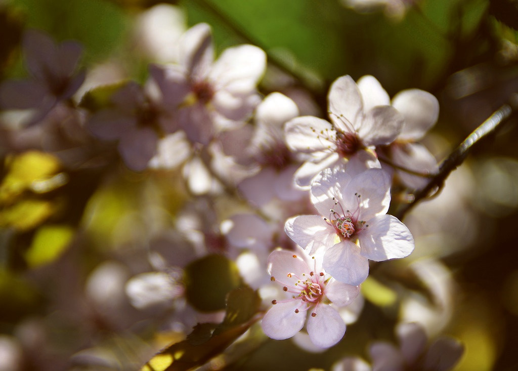Sony DT 18-200mm F3.5-6.3 sample photo