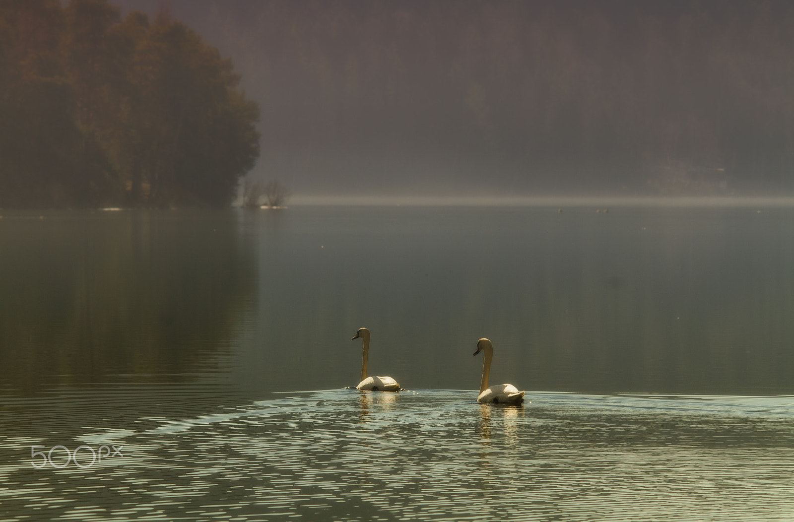 Sigma 150-500mm F5-6.3 DG OS HSM sample photo. Swans photography