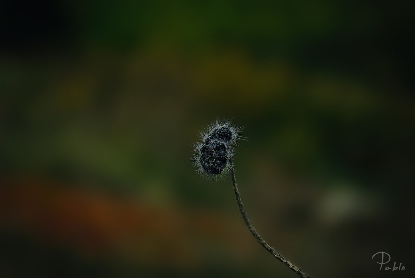 Pentax K10D sample photo. "black caterpillar"... photography
