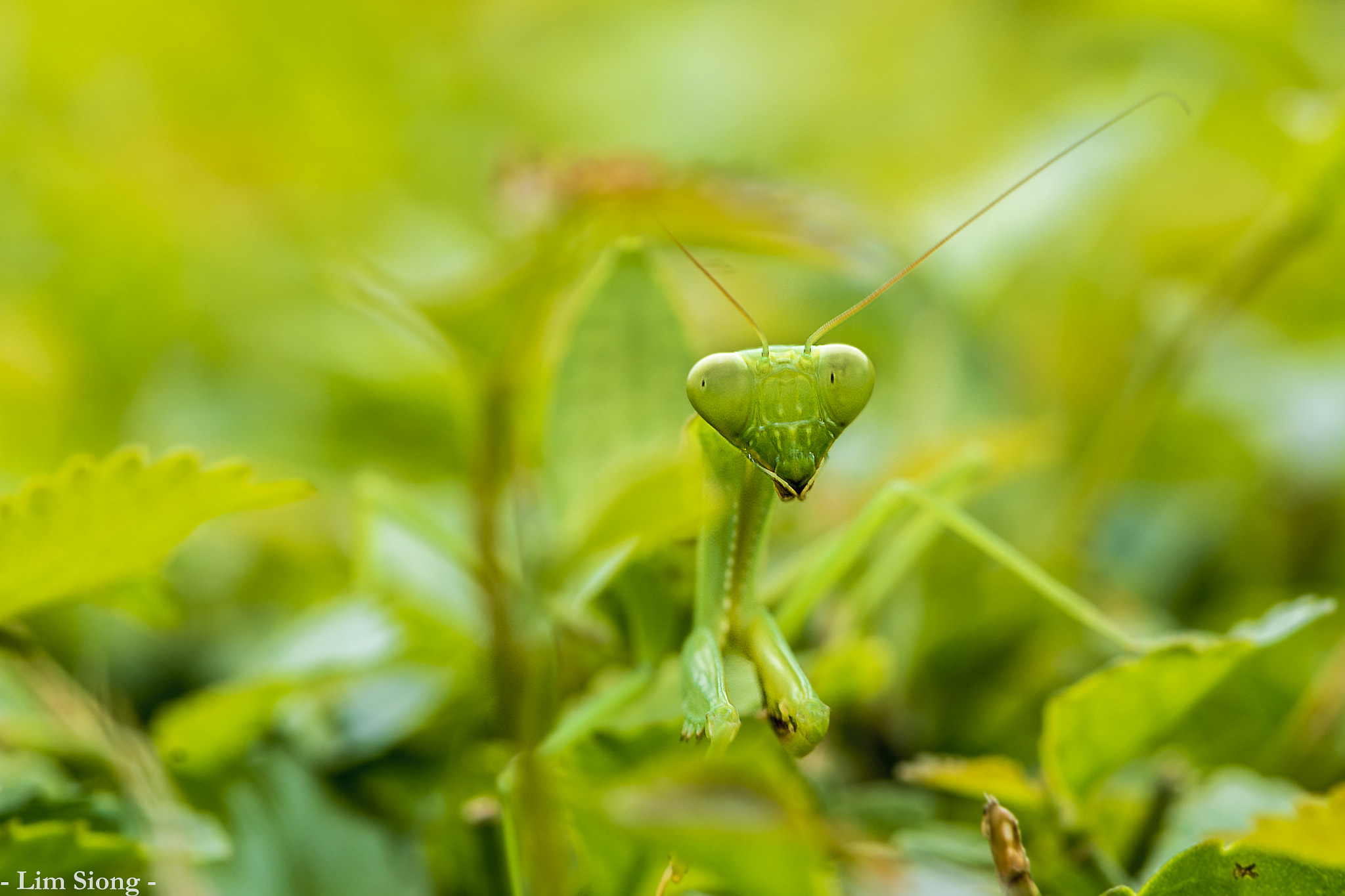 Nikon AF-S DX Micro-Nikkor 85mm F3.5G ED VR sample photo. Mantis photography