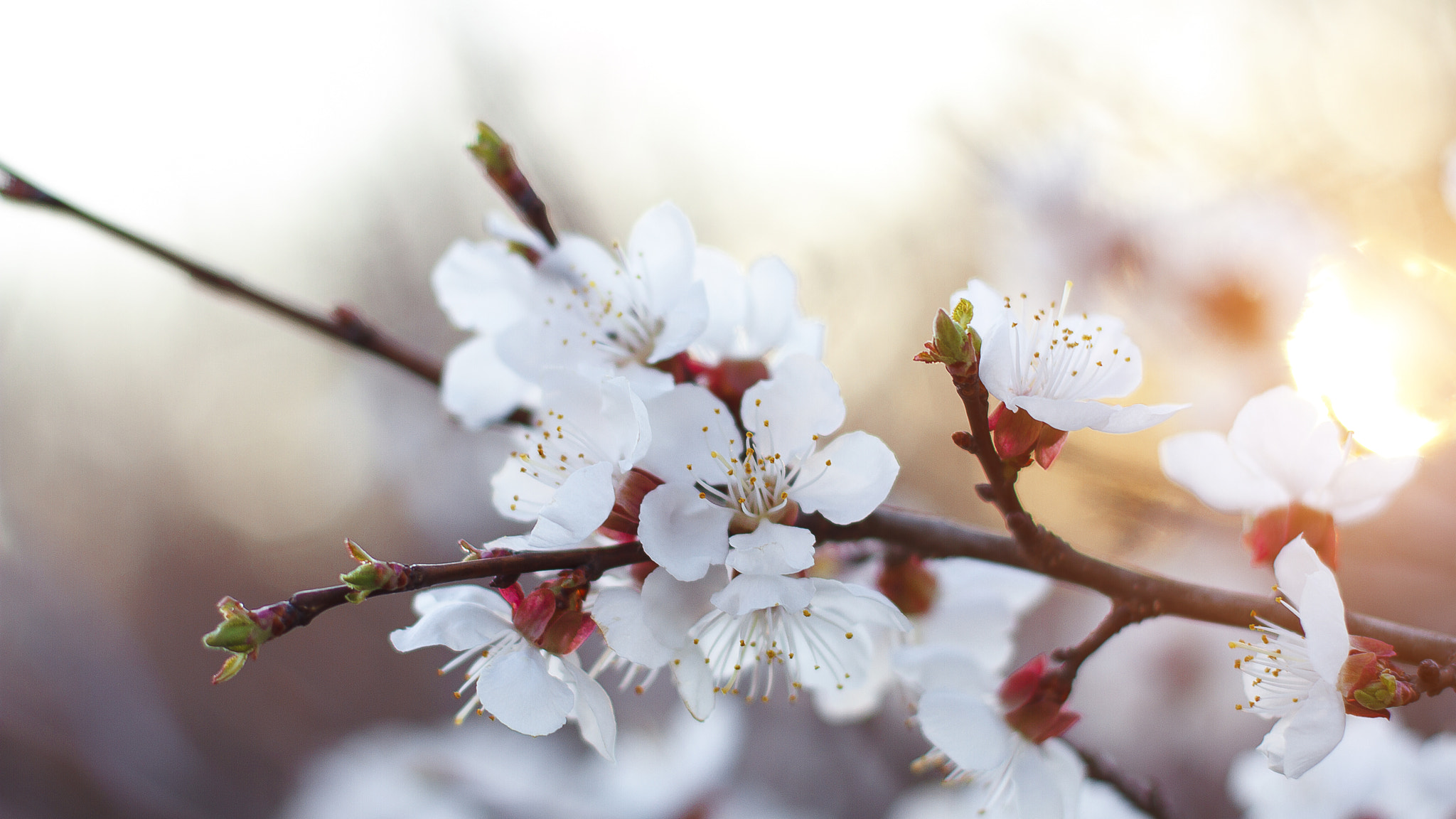 Canon EOS 7D sample photo. Spring in crimea photography