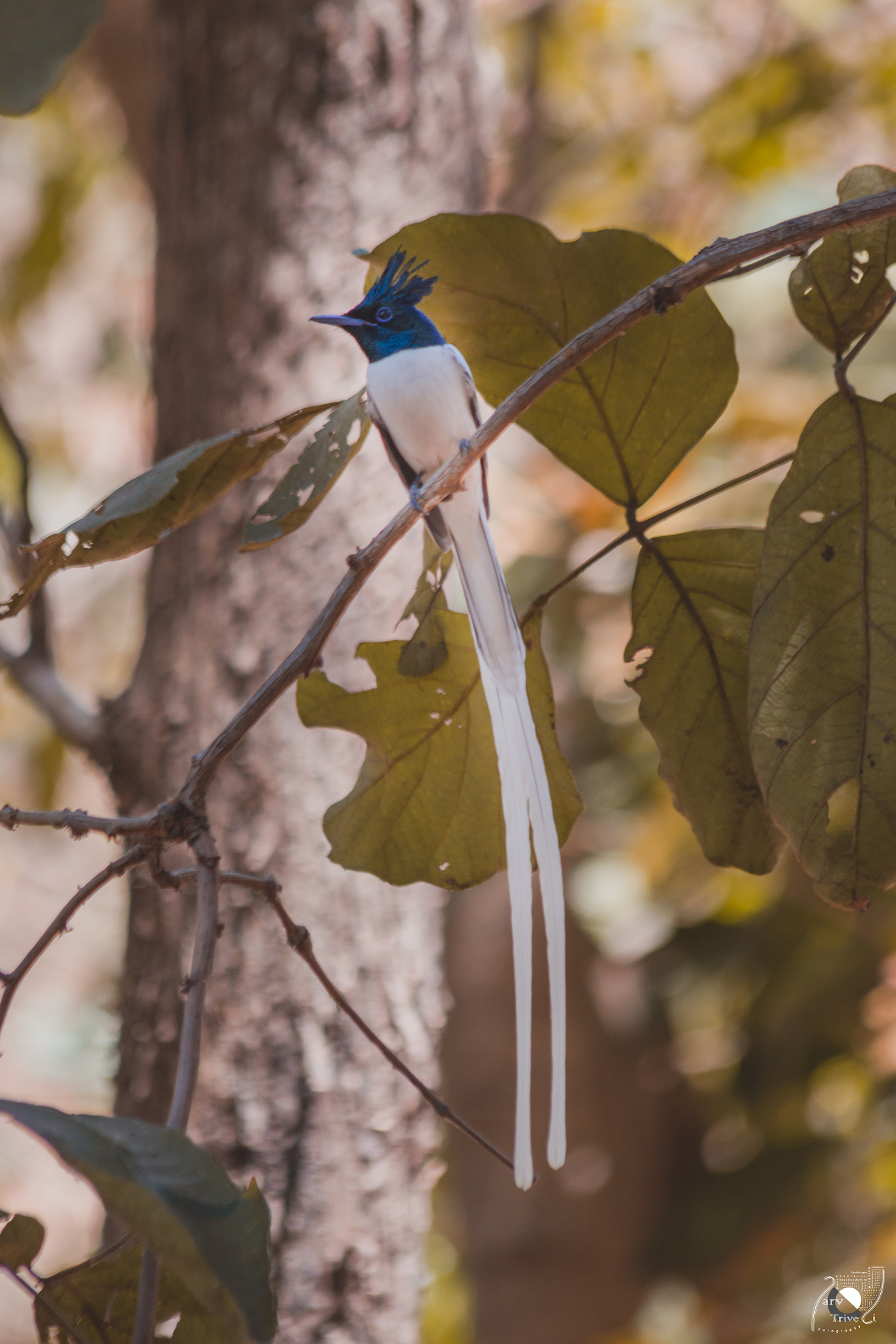 Canon EF 70-300mm F4-5.6 IS USM sample photo. Asian paradise flycatcher photography