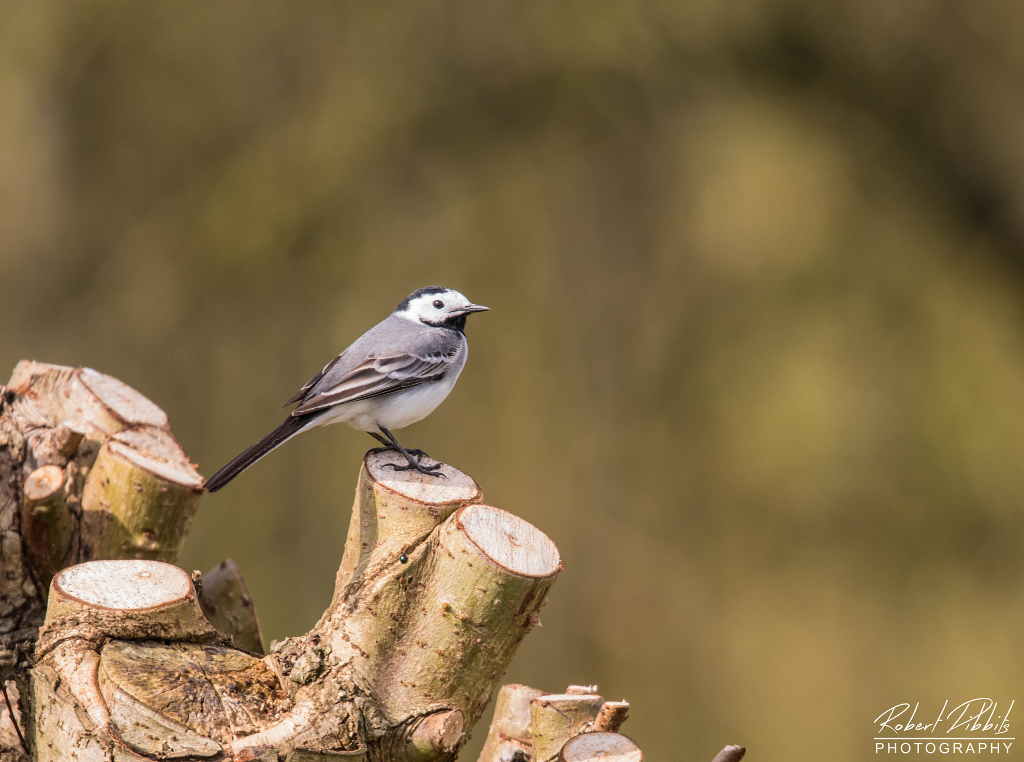 150-600mm F5-6.3 DG OS HSM | Sports 014 sample photo. Wagtail photography