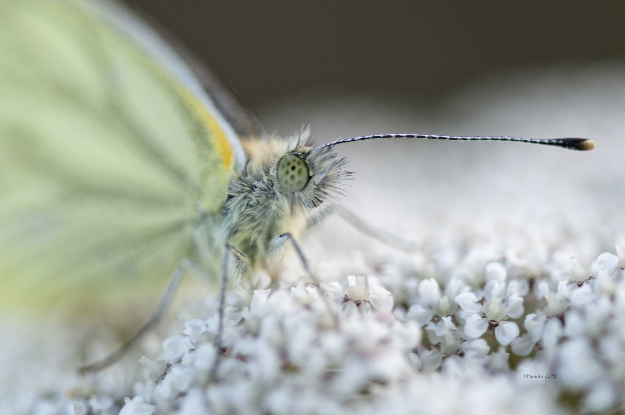 Nikon AF-S Micro-Nikkor 105mm F2.8G IF-ED VR sample photo. Mariposa photography