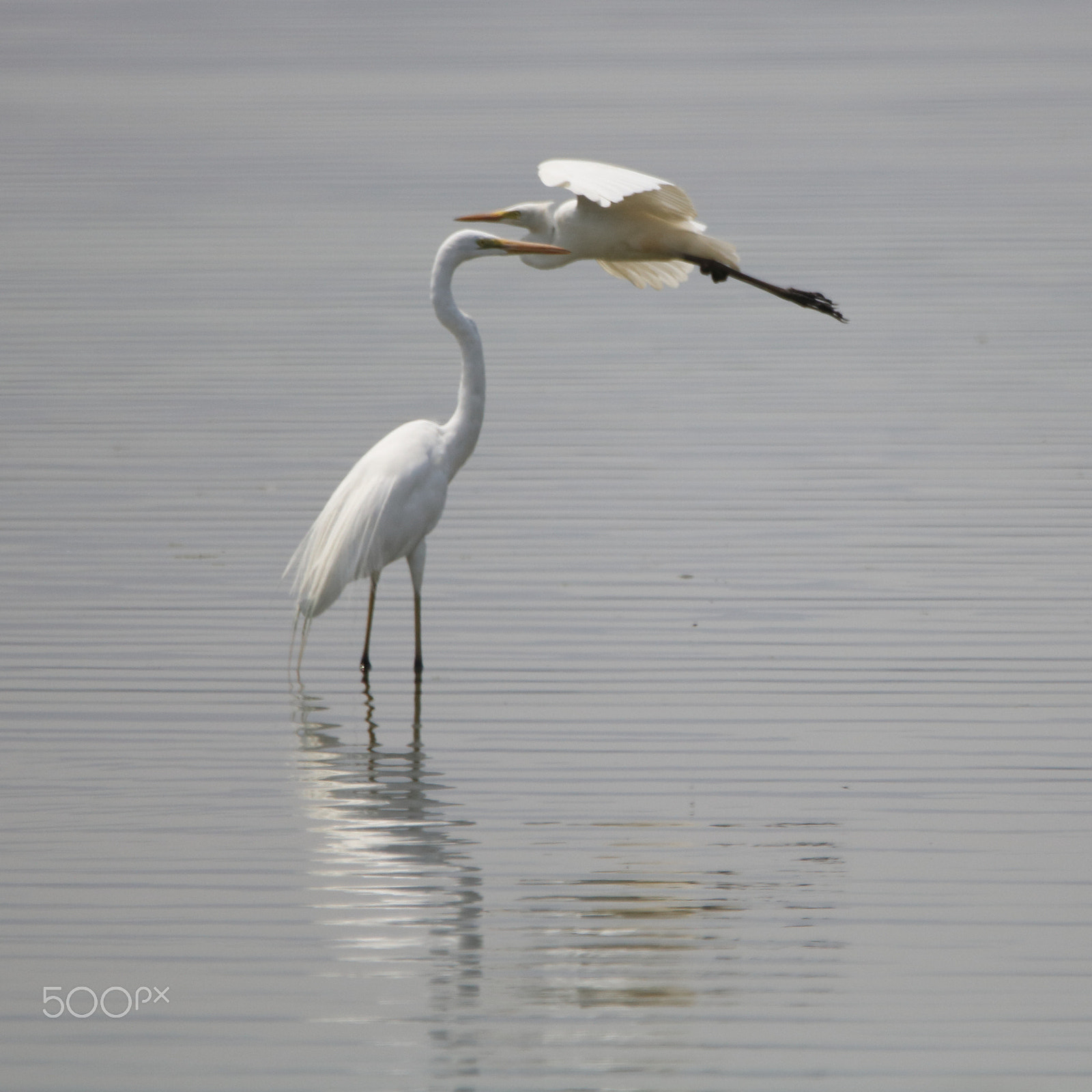 Sigma 150-600mm F5-6.3 DG OS HSM | C sample photo. Sarus crane photography