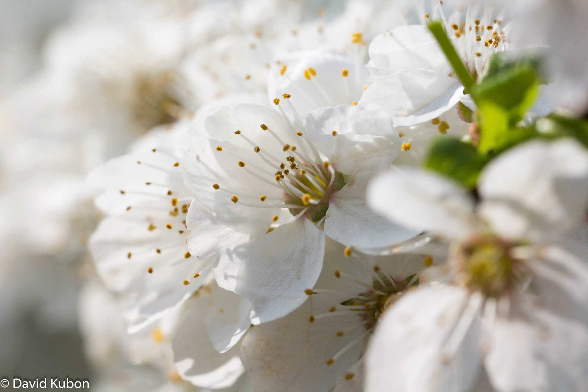 Sigma 105mm F2.8 EX DG OS HSM sample photo. Flower power photography