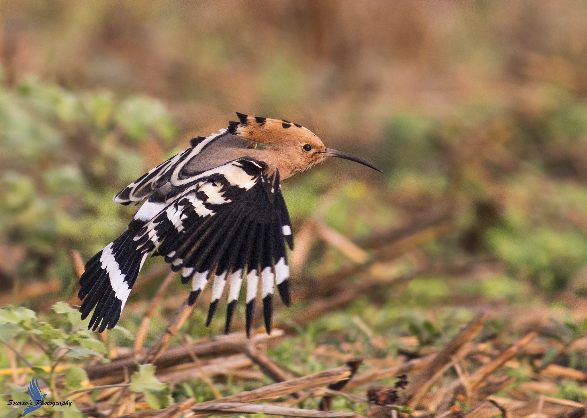 Canon EOS 700D (EOS Rebel T5i / EOS Kiss X7i) sample photo. Common hoopoe photography