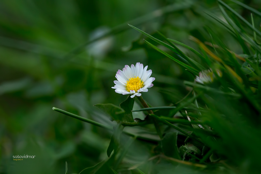 Canon EF 100mm F2.8 Macro USM sample photo. Bel55 photography