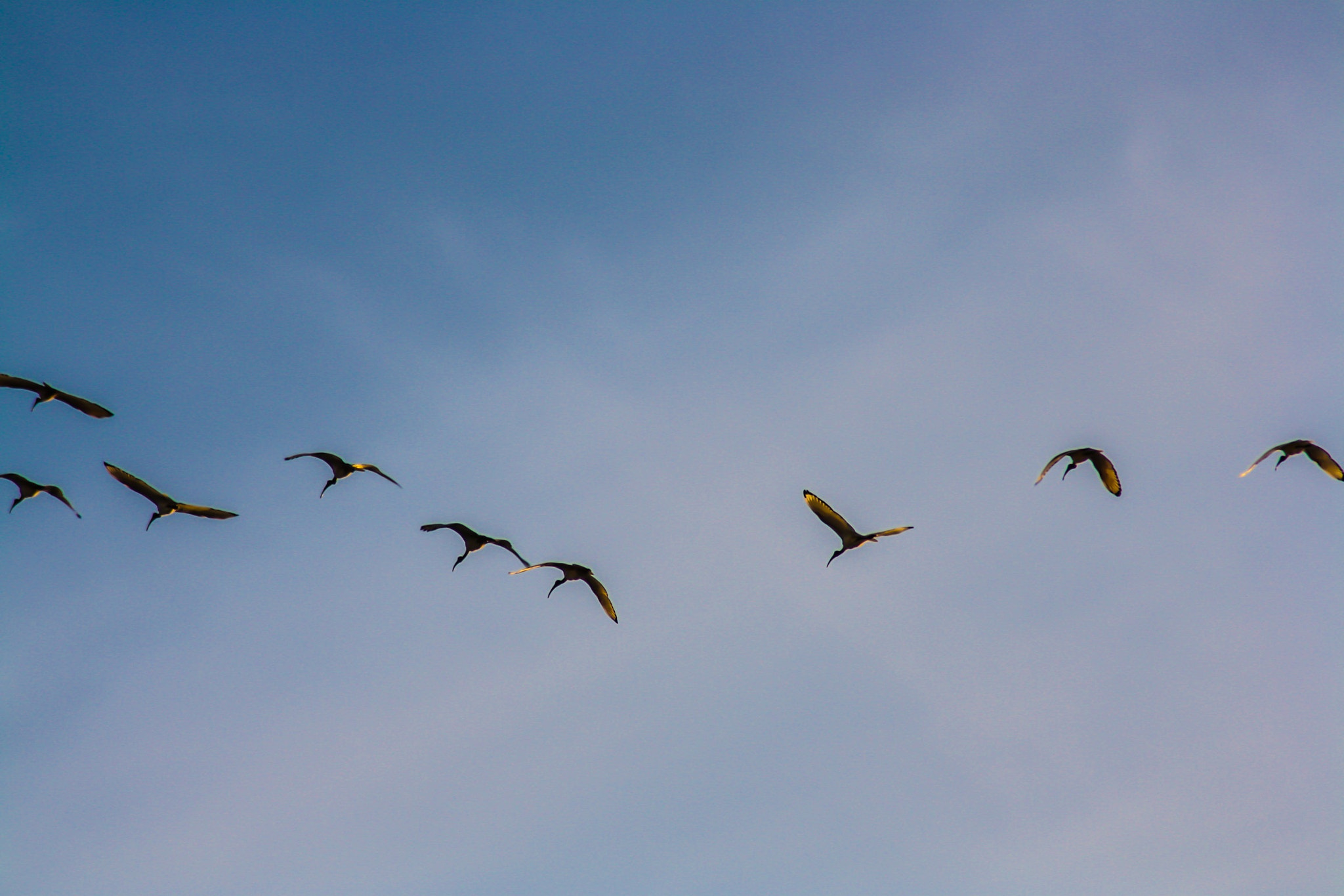 Canon EOS 1000D (EOS Digital Rebel XS / EOS Kiss F) sample photo. Birds in flight just off shore in cape town south africa photography