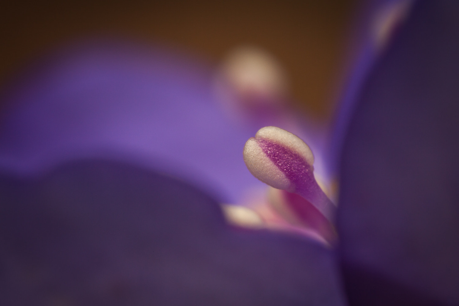 Canon MP-E 65mm F2.5 1-5x Macro Photo sample photo. Stamen or lollipops photography