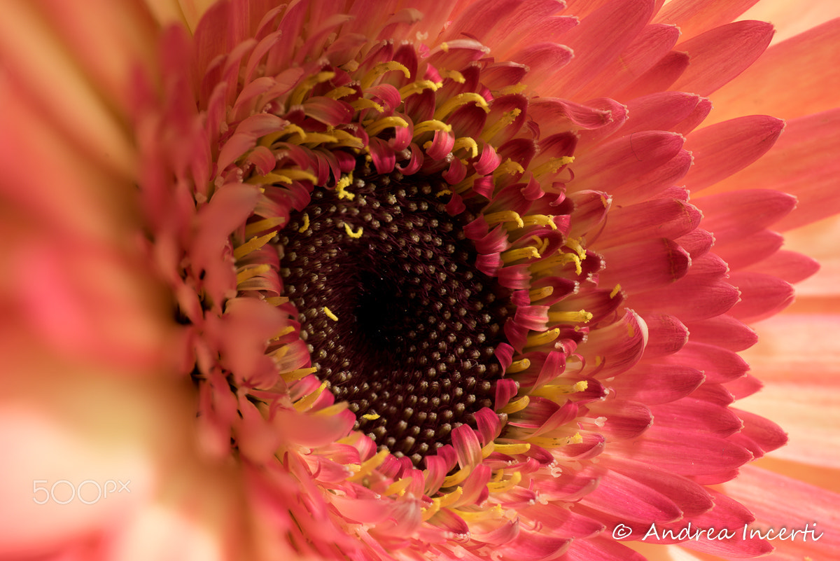 Nikon D810 sample photo. Flower macro photography