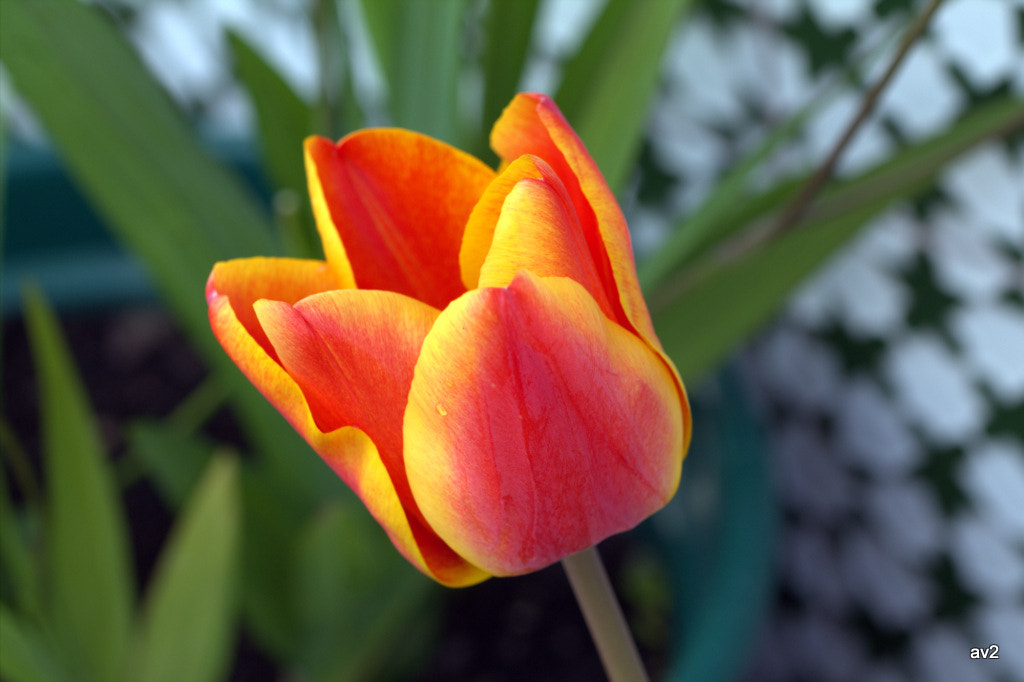 Canon EF 100mm F2.8L Macro IS USM sample photo. Rojos photography