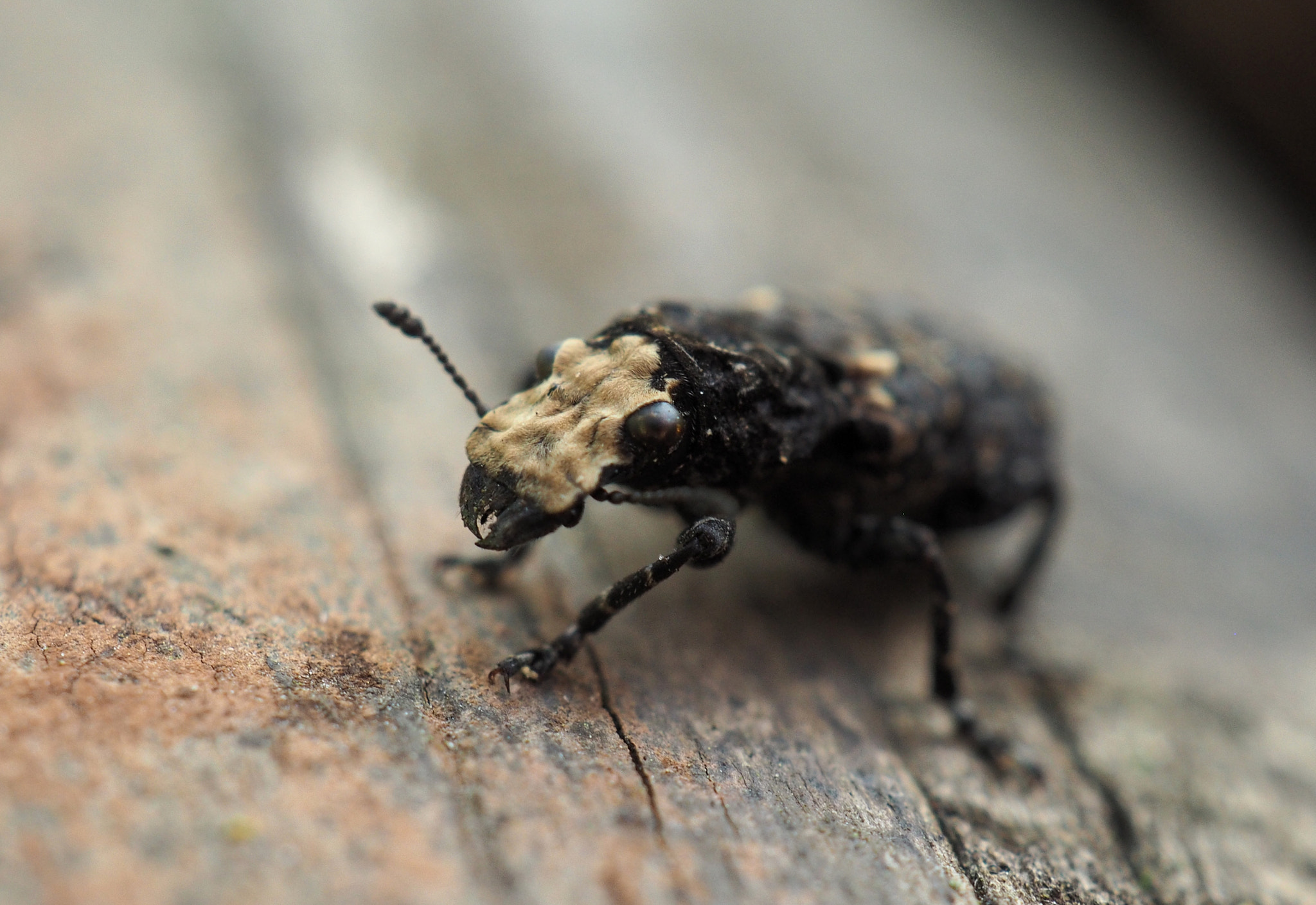 Olympus OM-D E-M10 + Olympus M.Zuiko Digital ED 30mm F3.5 Macro sample photo. Olympus digital camera photography