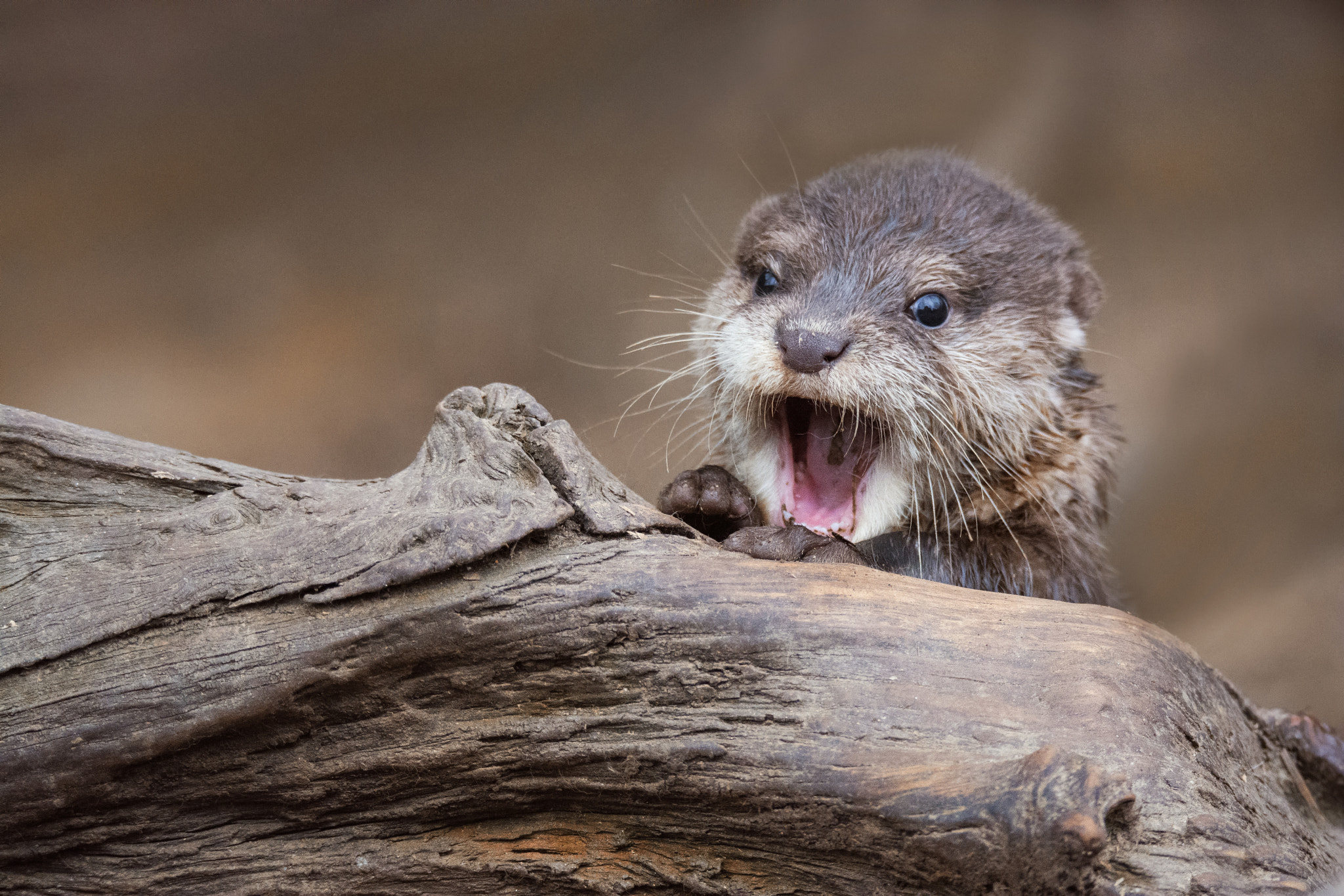 Nikon D7100 + Sigma 150-600mm F5-6.3 DG OS HSM | S sample photo. Otter baby photography