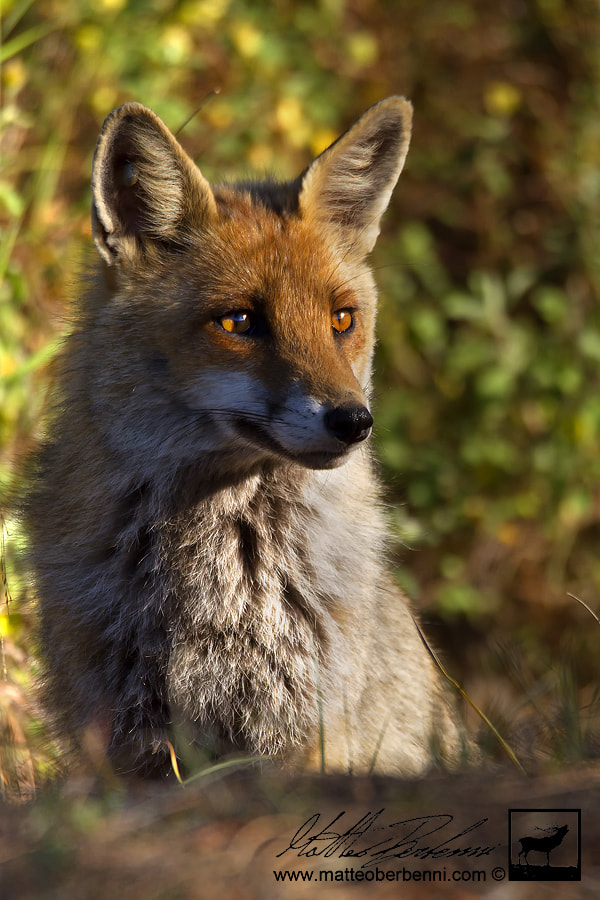 Canon EOS 7D sample photo. The fox photography